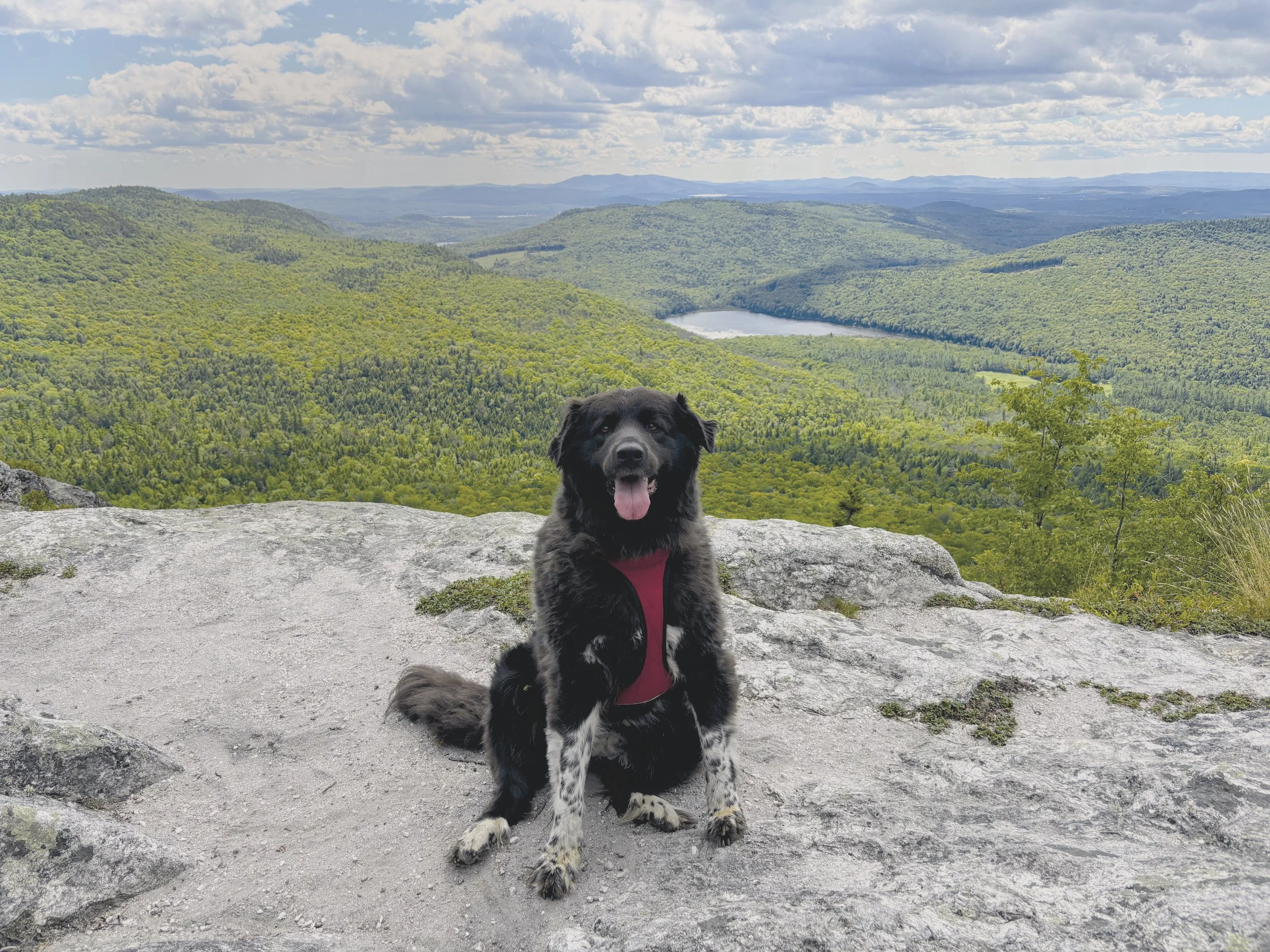 Jill McMahon Dog Hikes
