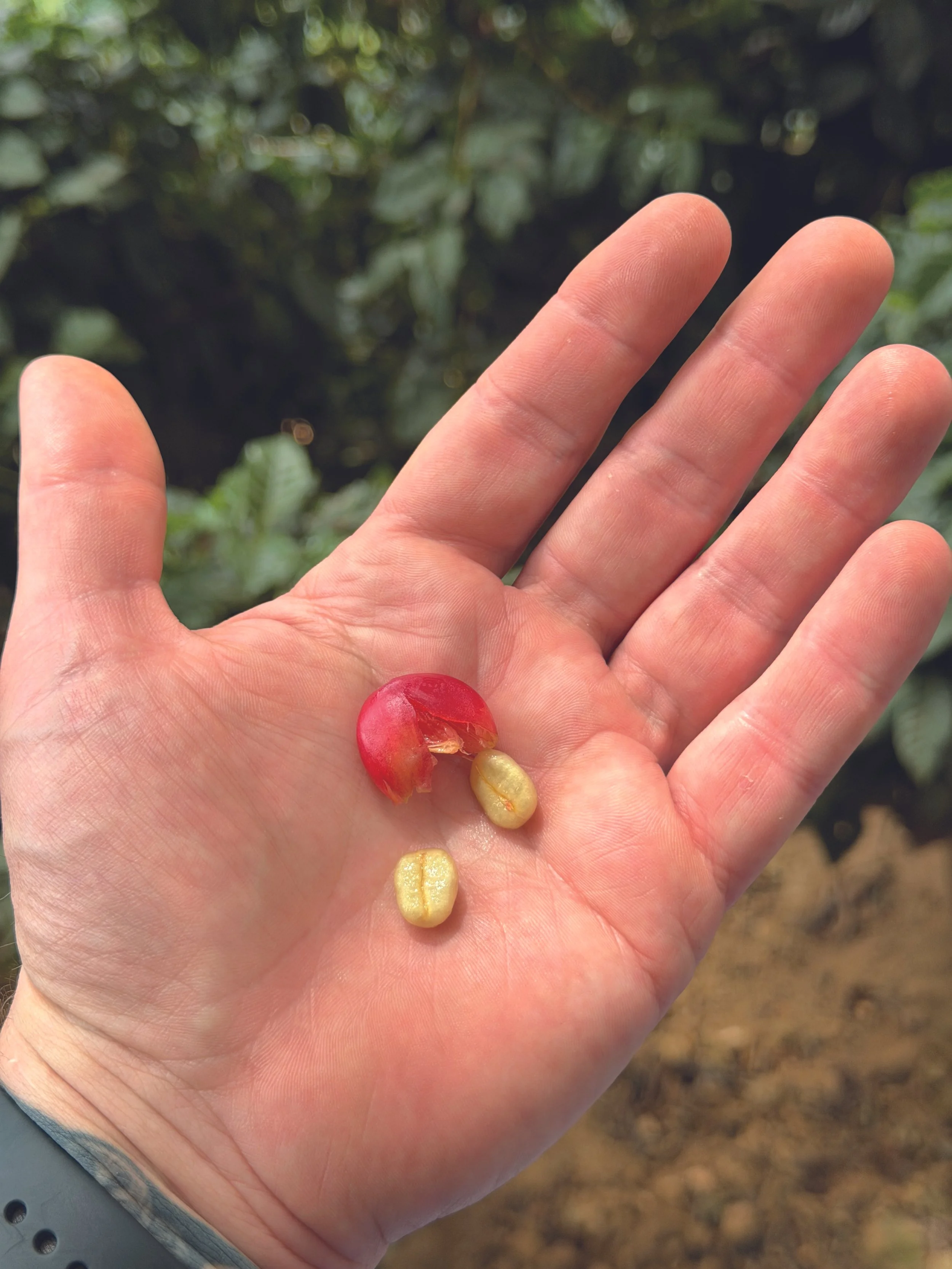 Coffee Beans In Hand