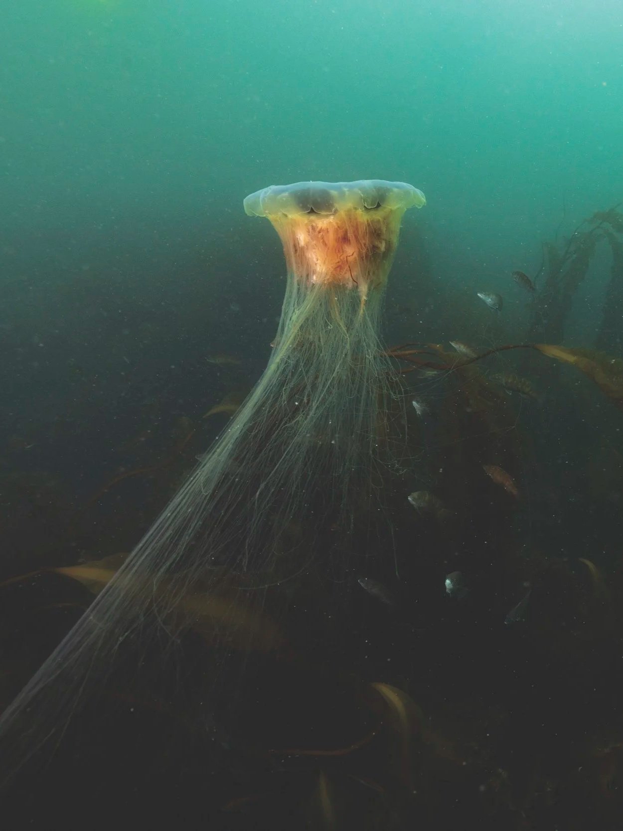 Maine Jellyfish
