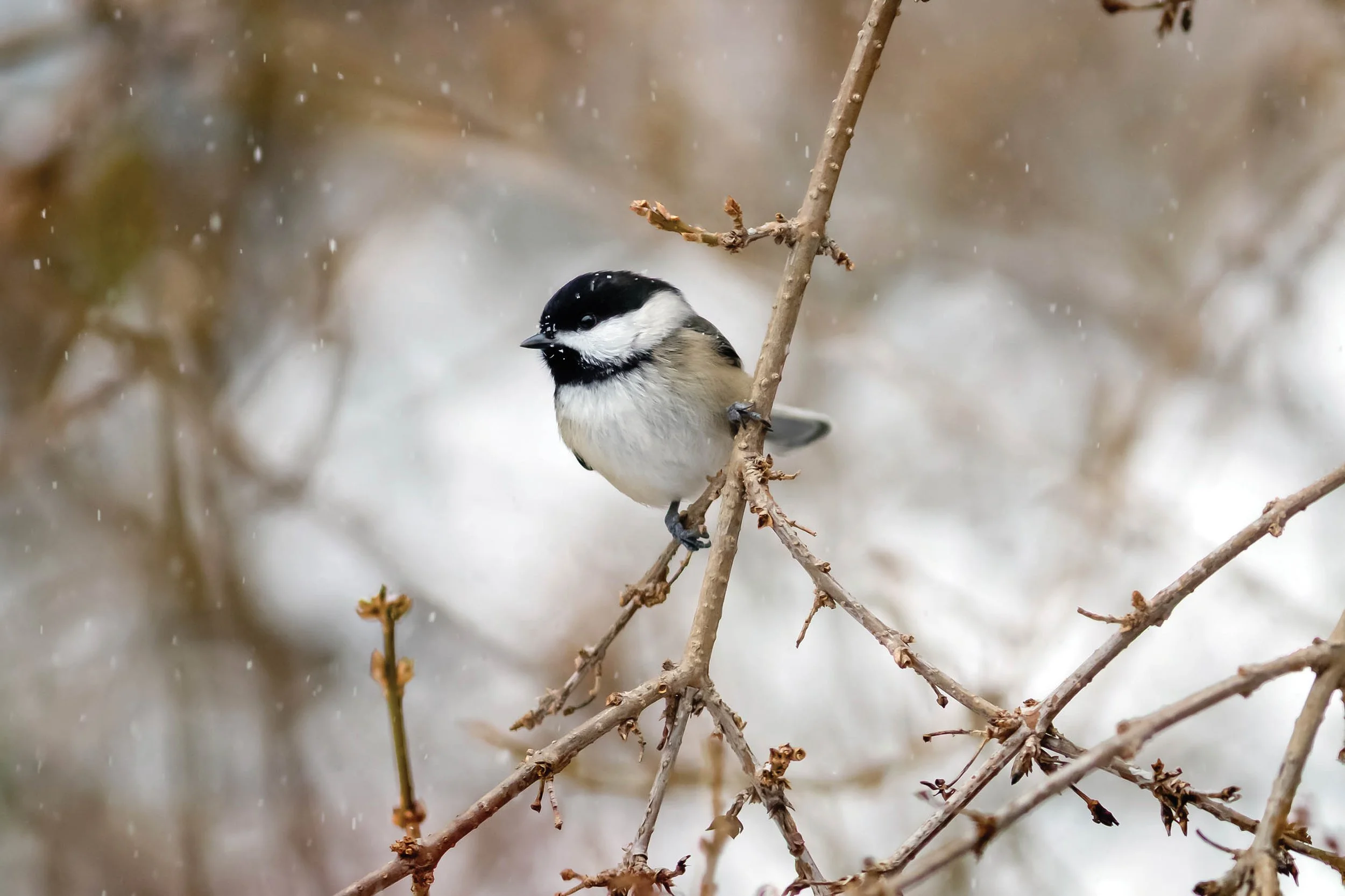 Black-capped Chickadee sitting in tree with snow flakes in background.