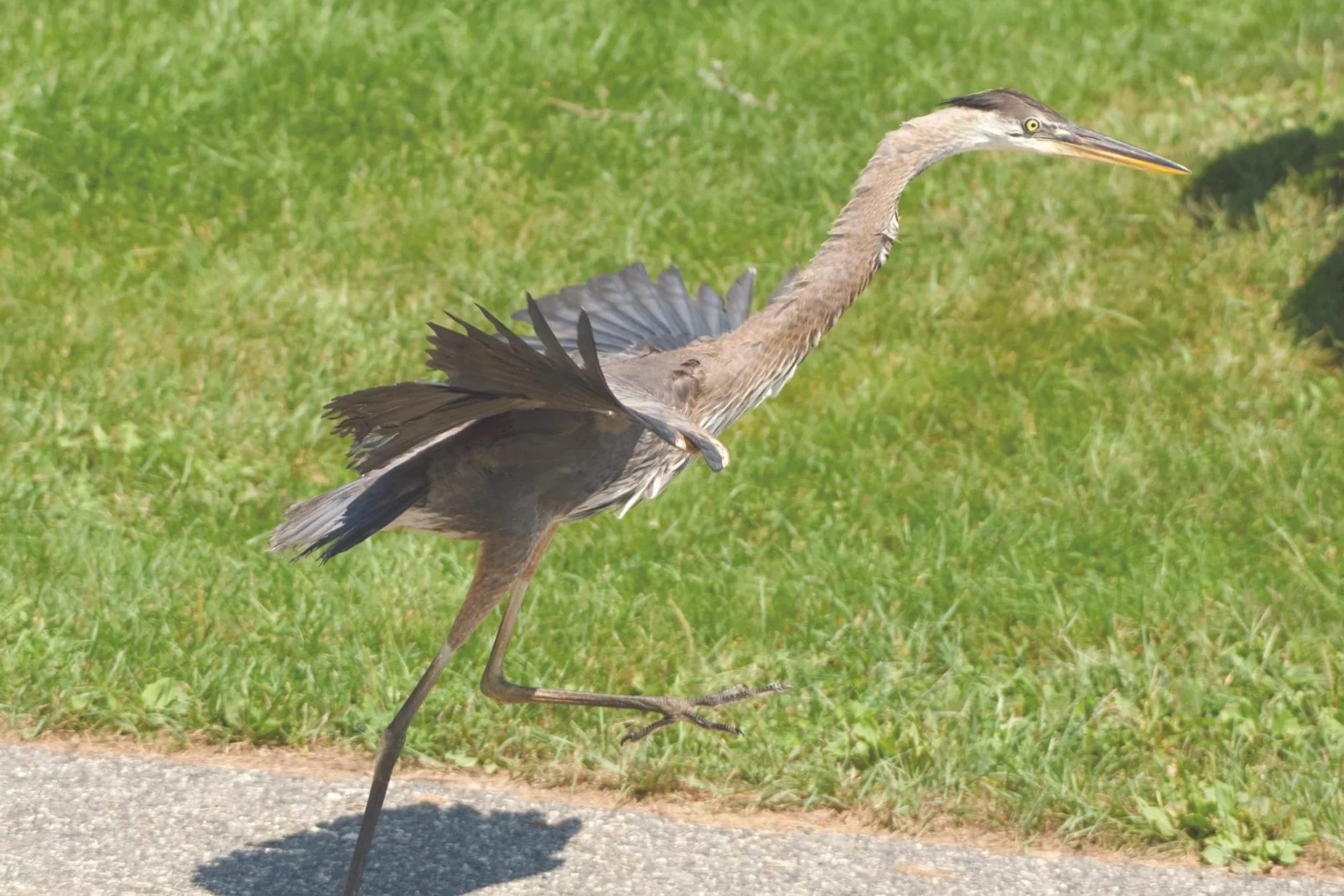 Avian Haven Heron
