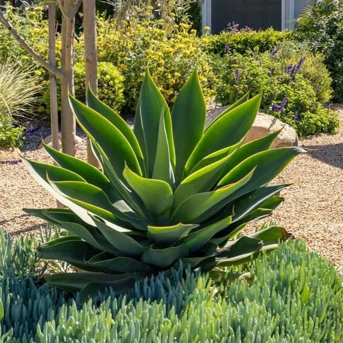 4529Atascadero_12.jpg