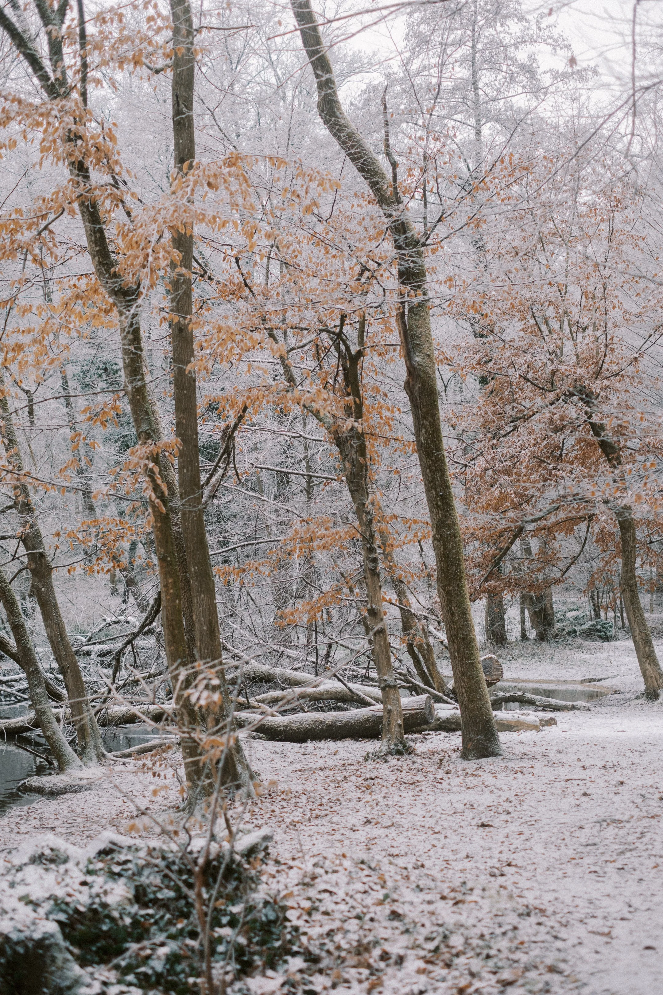 Maksimir-97.jpg
