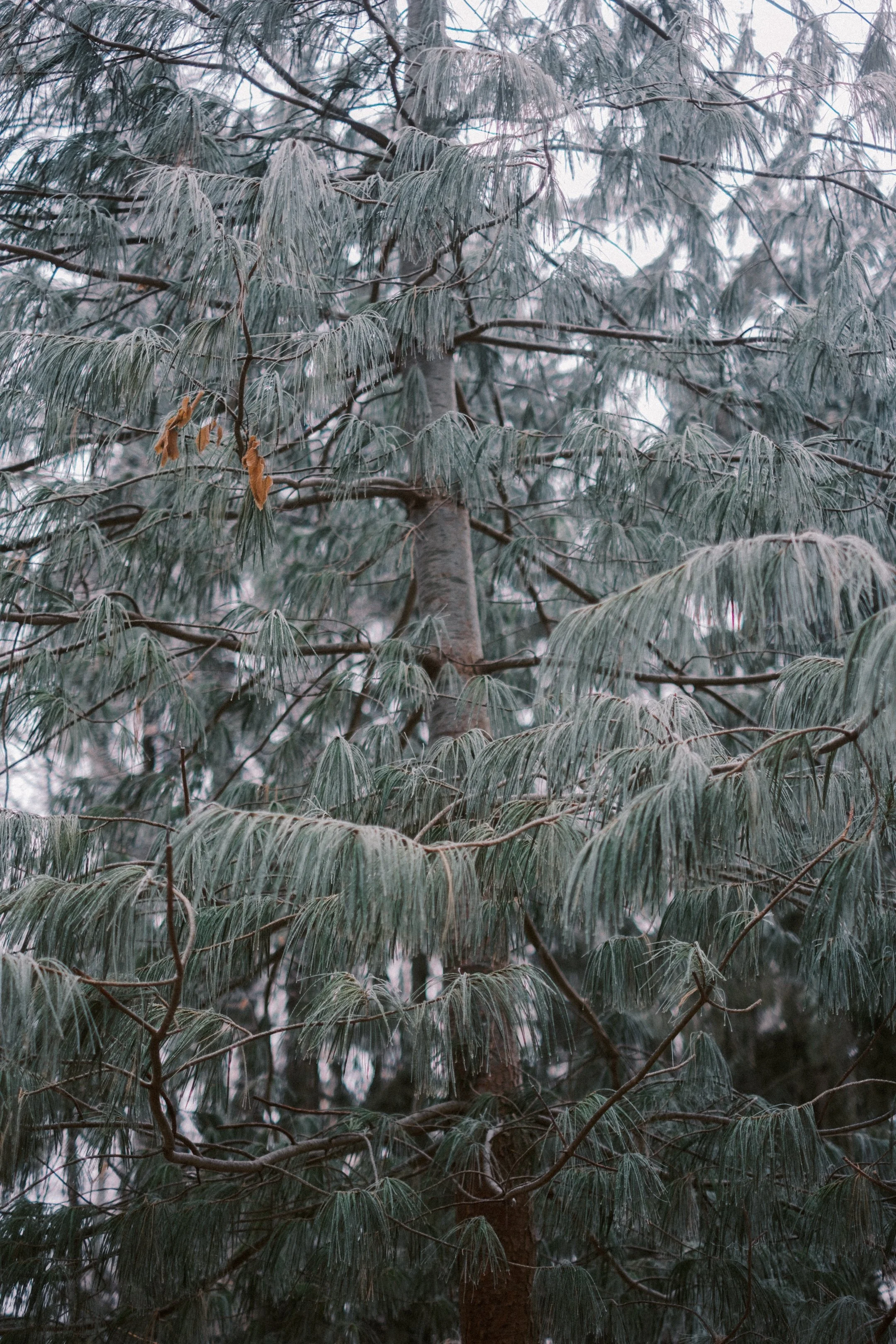 Maksimir-16.jpg