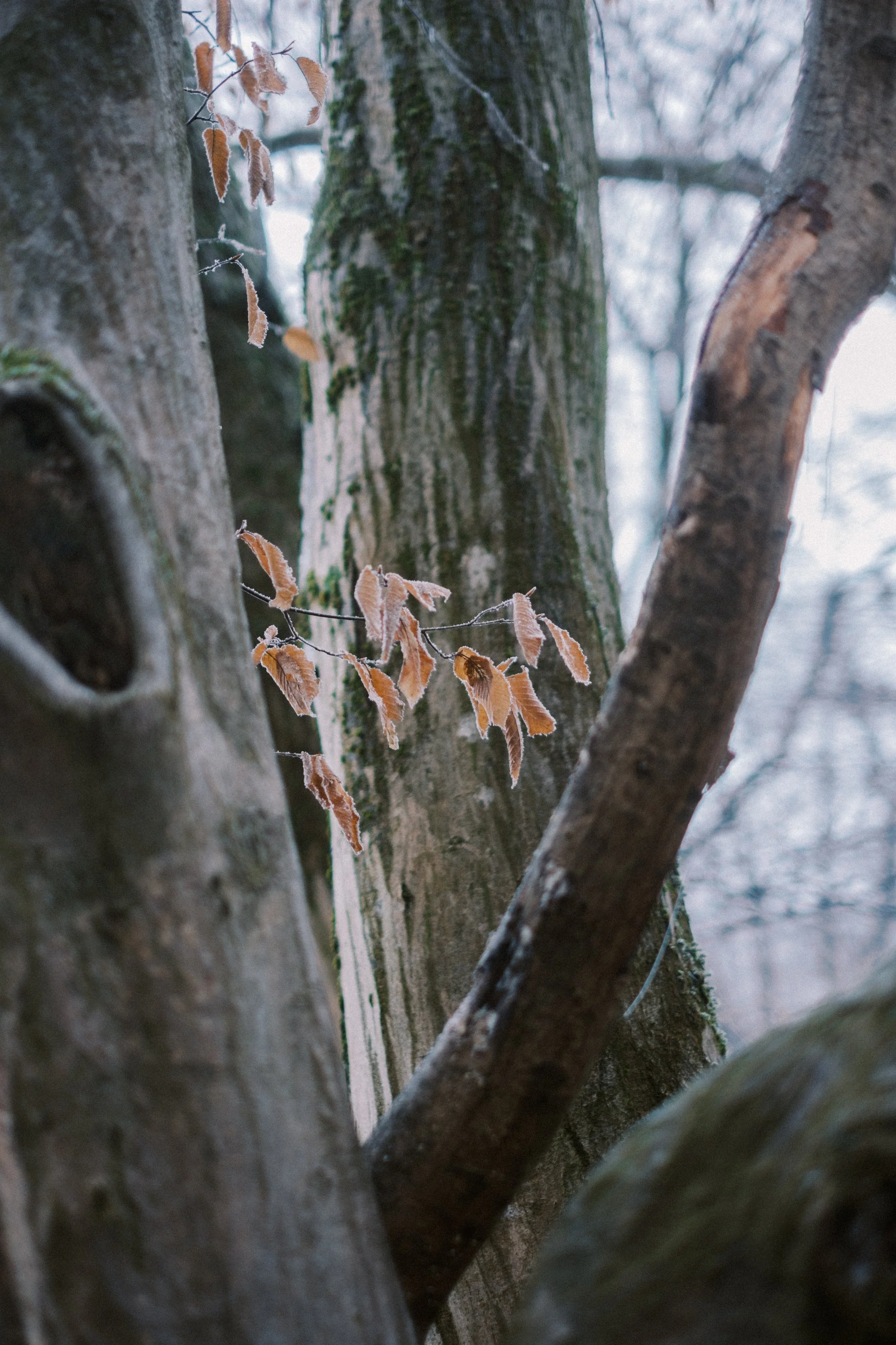 Maksimir-30.jpg