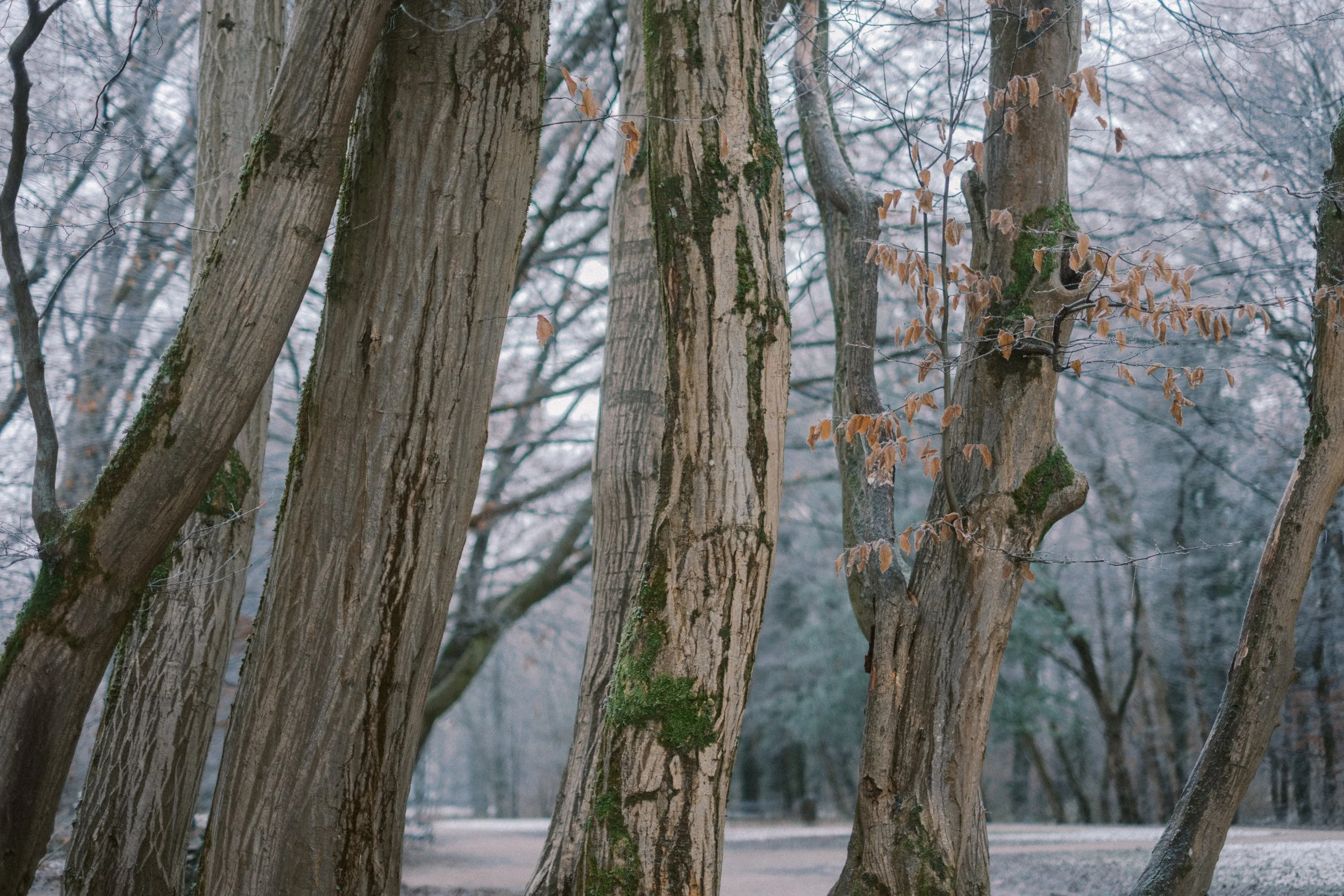 Maksimir-32.jpg