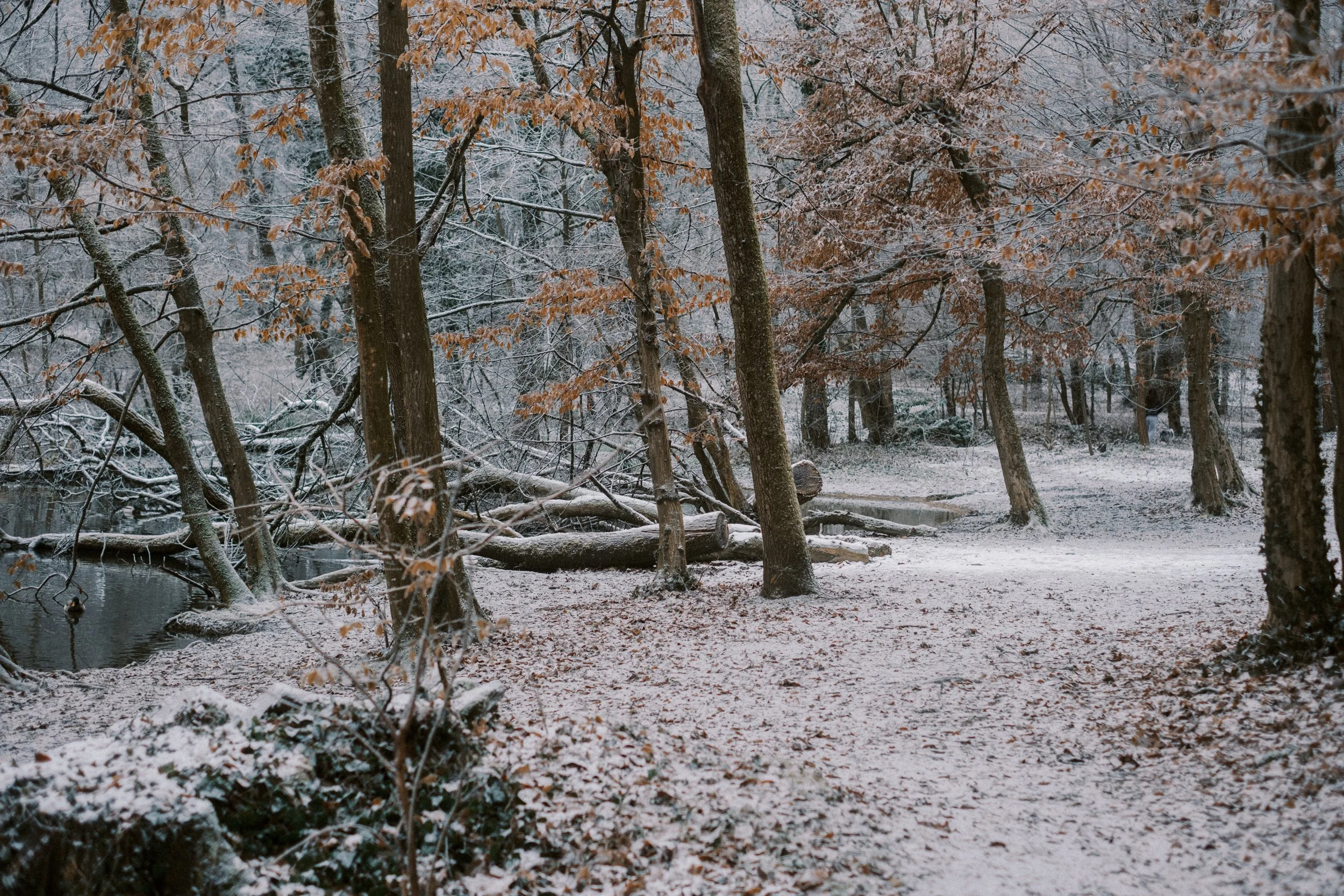 Maksimir-96.jpg
