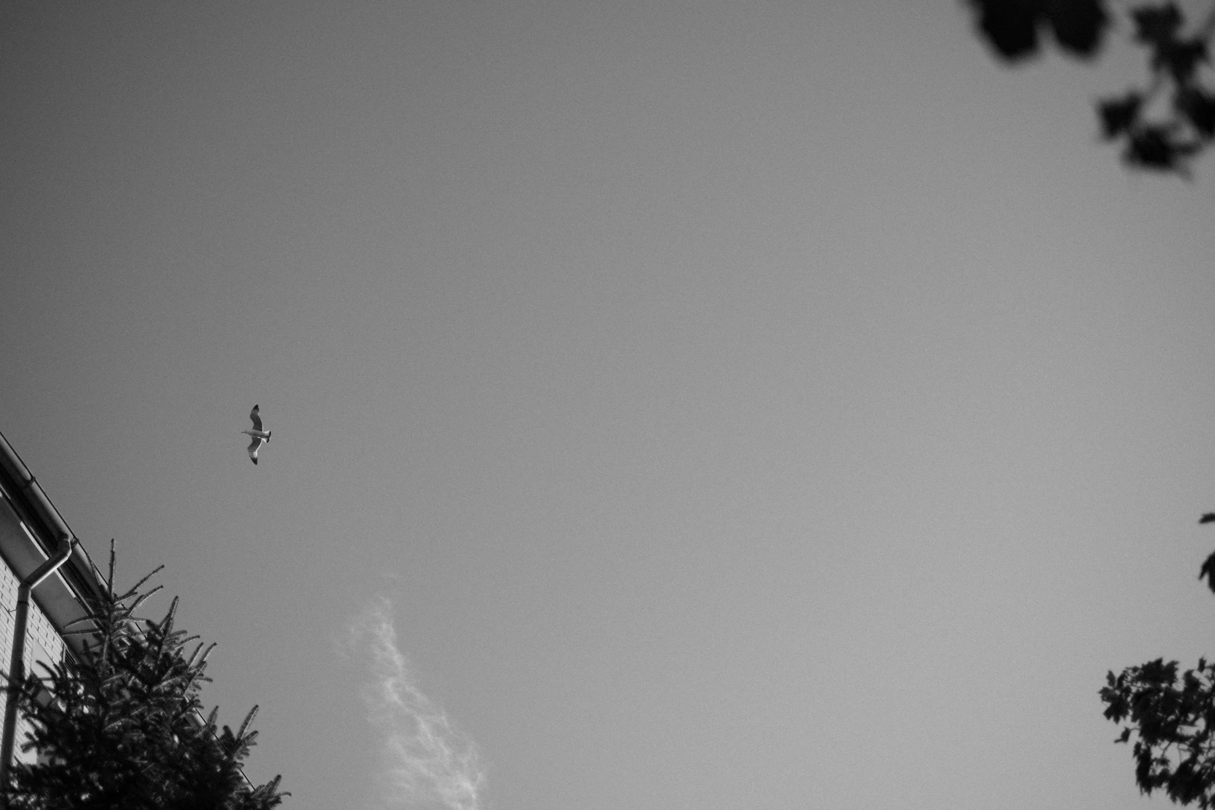 DSCF1363.jpg