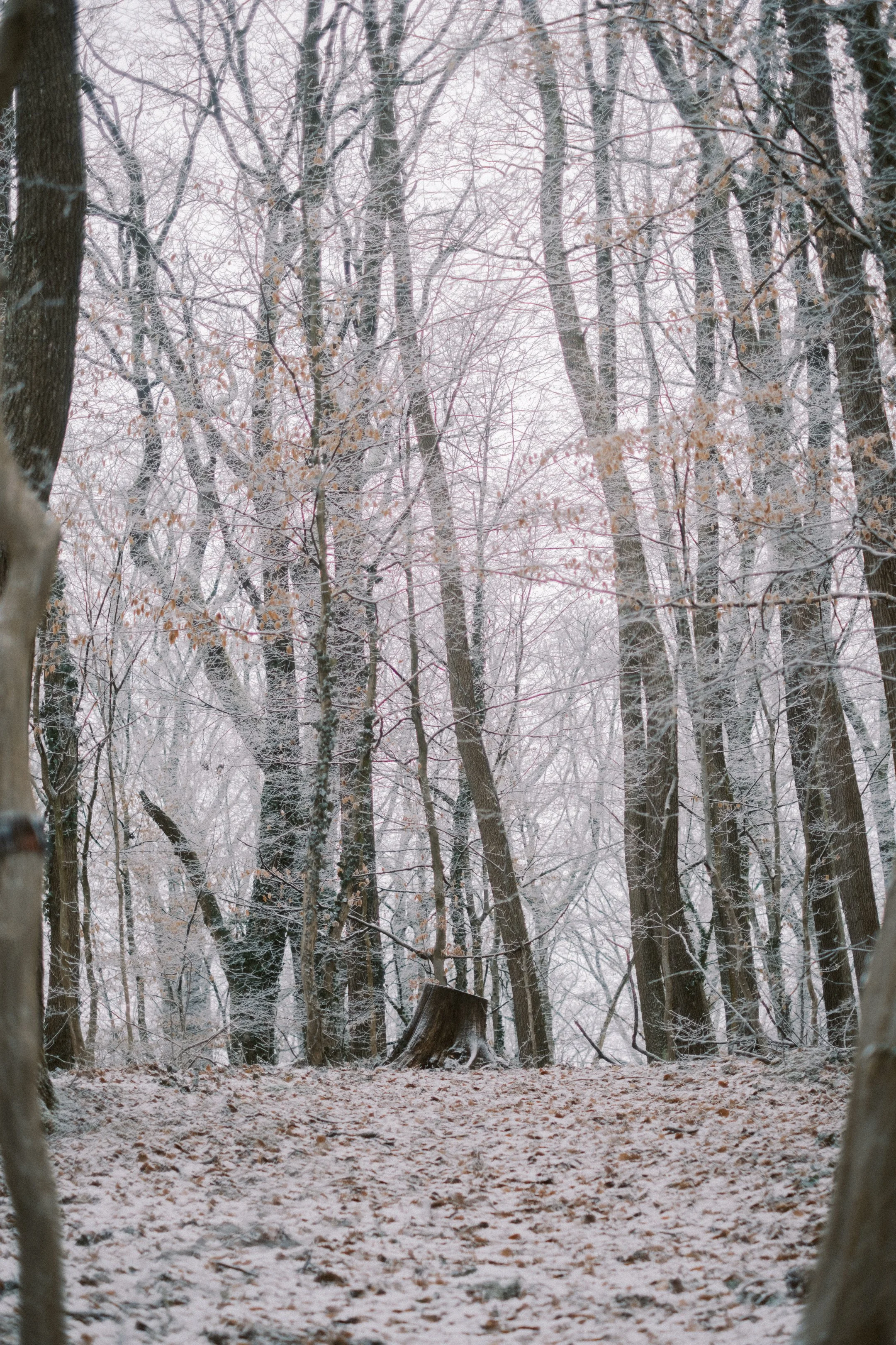 Maksimir-85.jpg