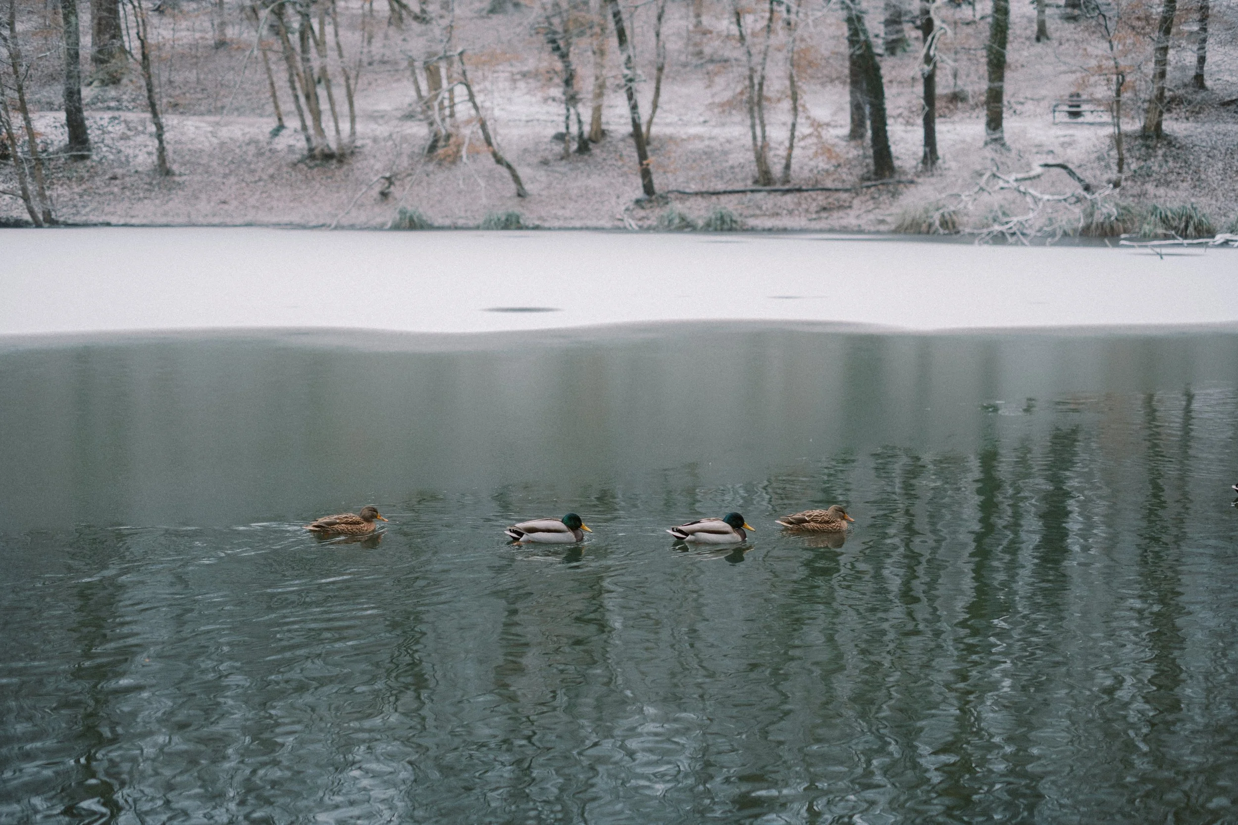 Maksimir-94.jpg
