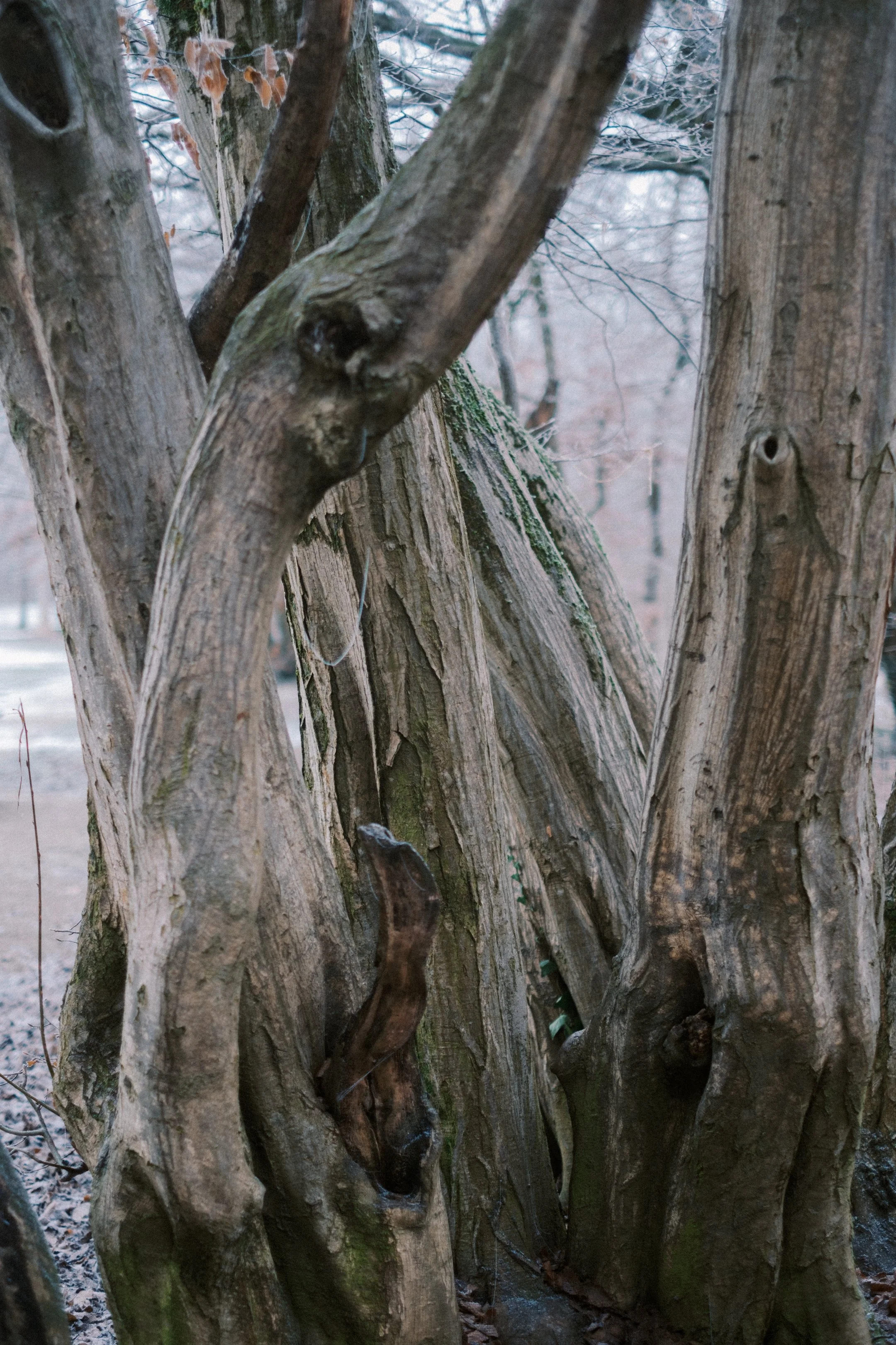 Maksimir-29.jpg