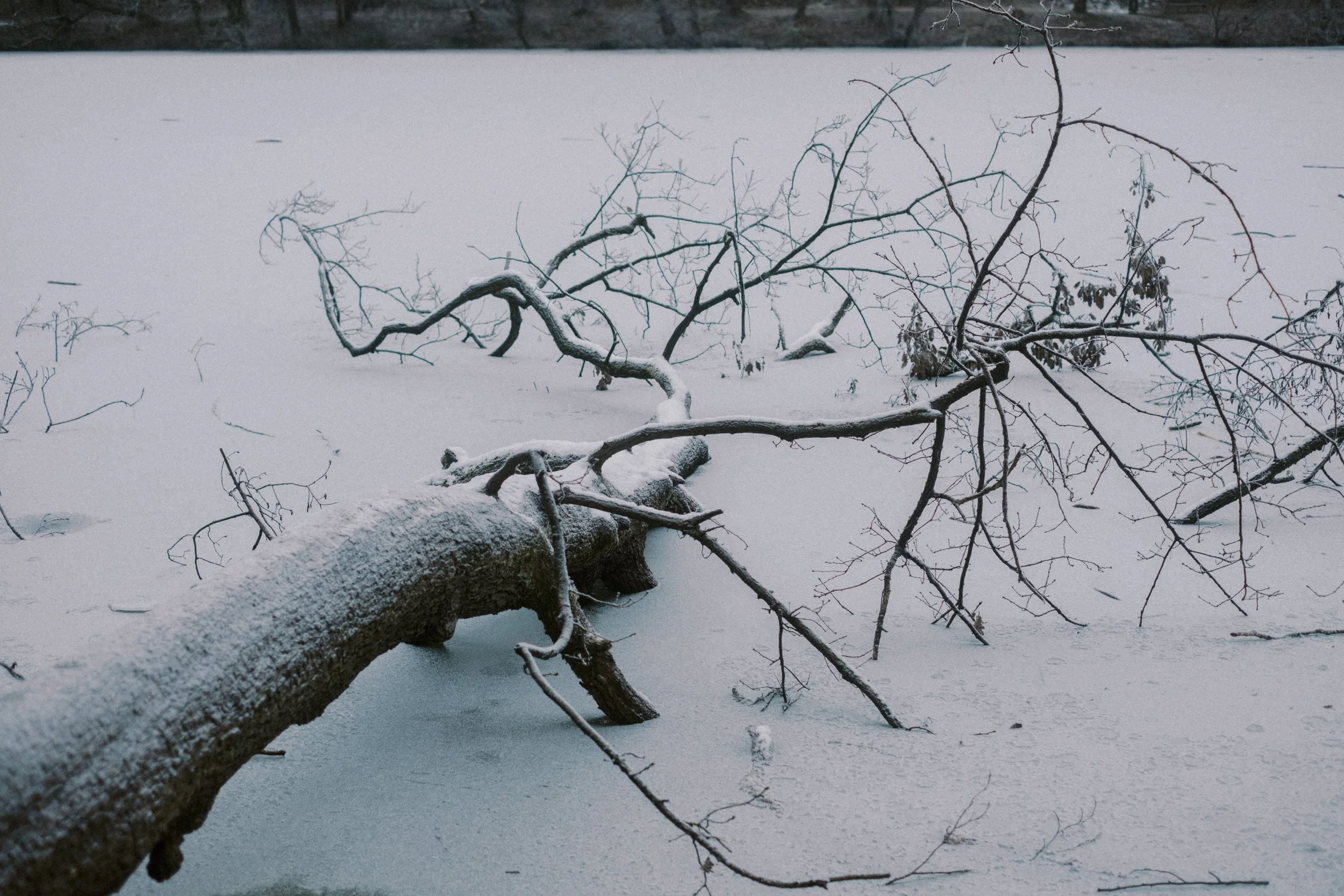 Maksimir-69.jpg