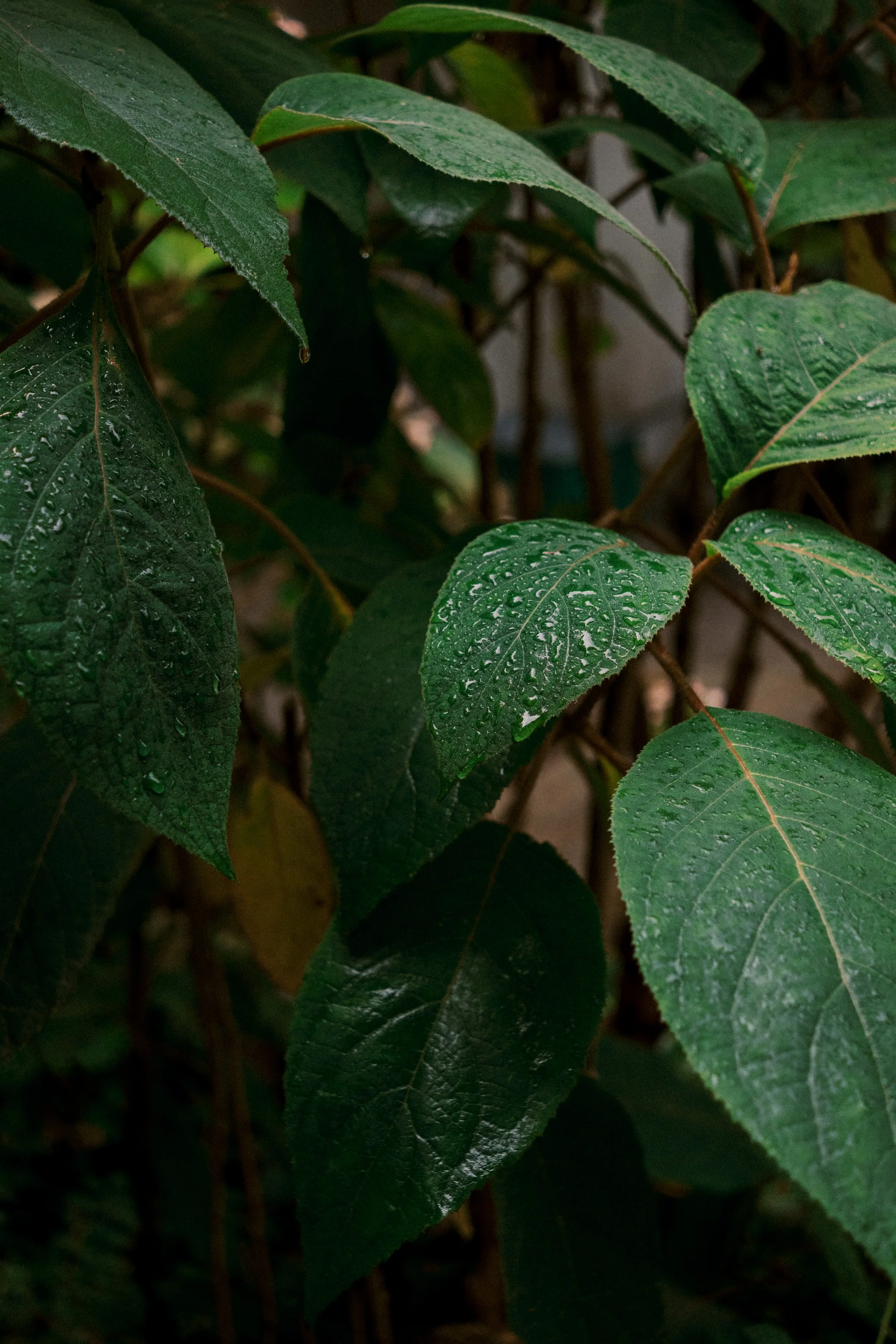 Uberlingen streets-5.jpg