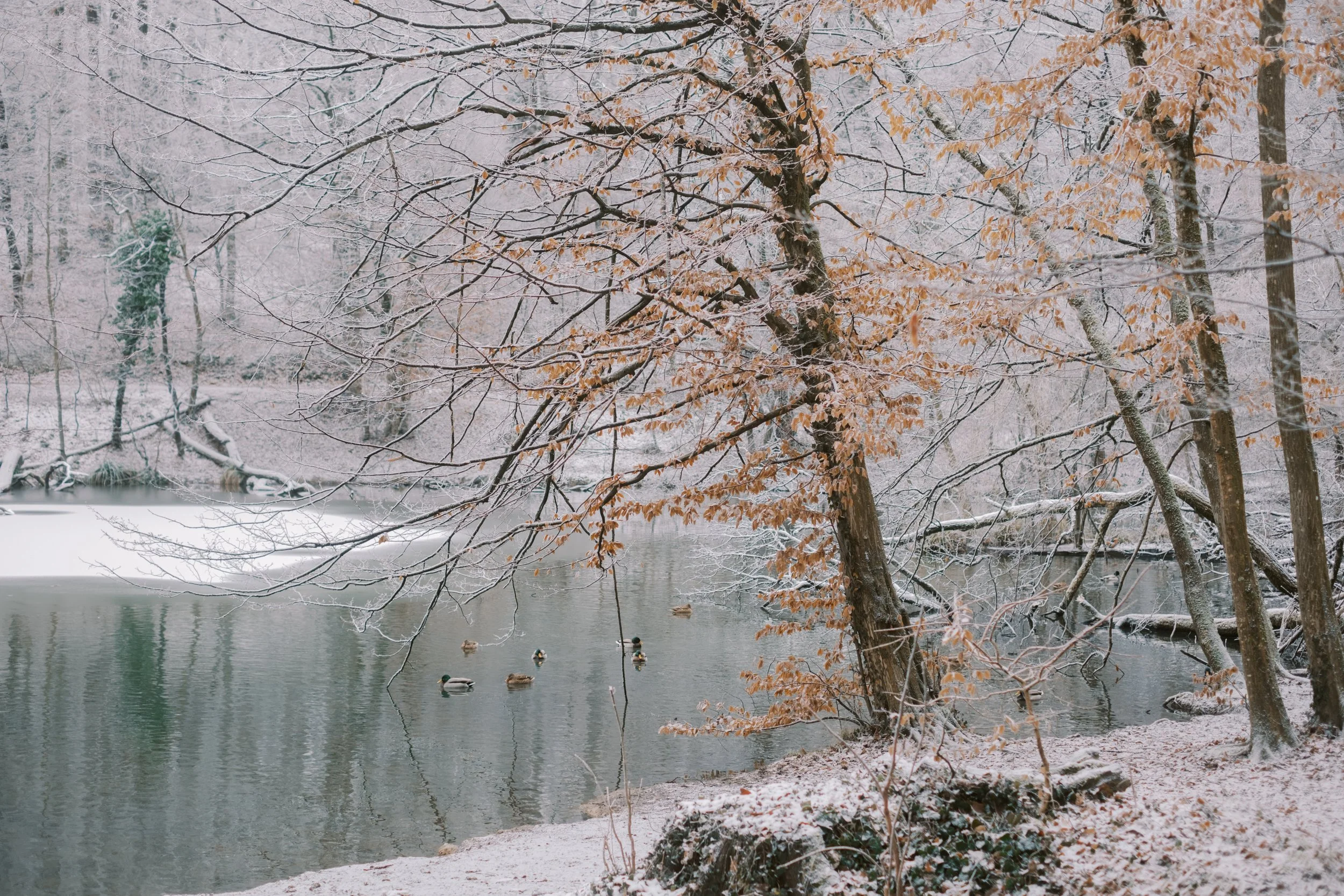 Maksimir-98.jpg