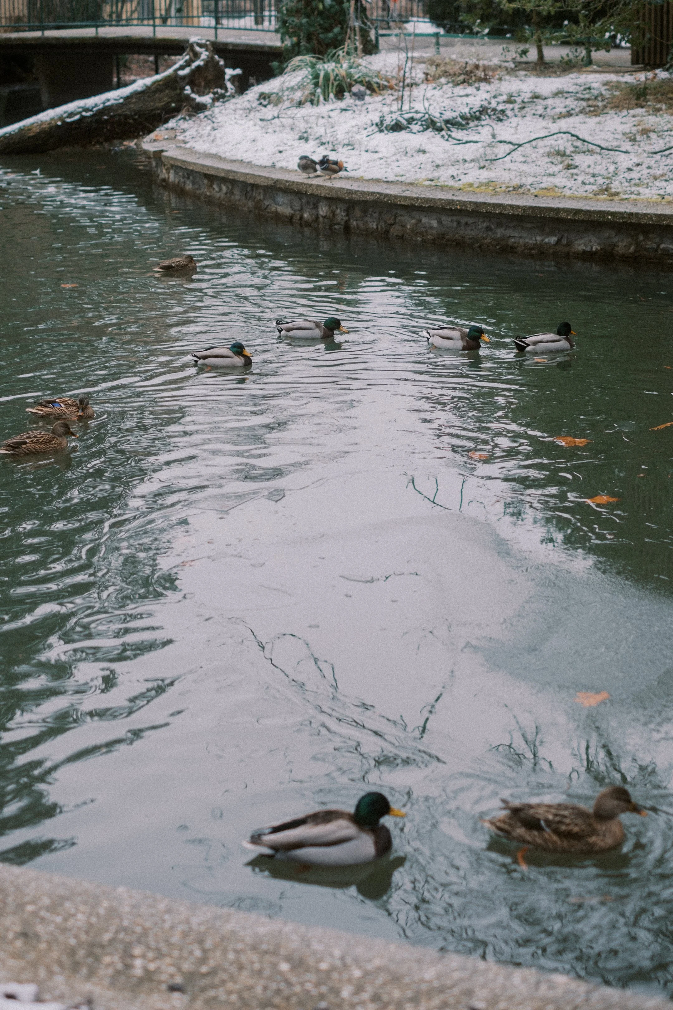 Maksimir-109.jpg