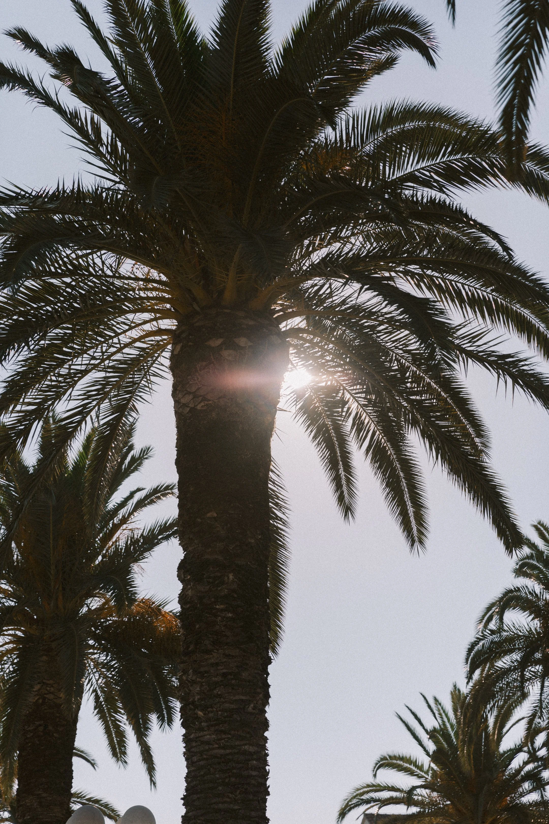 hvar_new-2.jpg