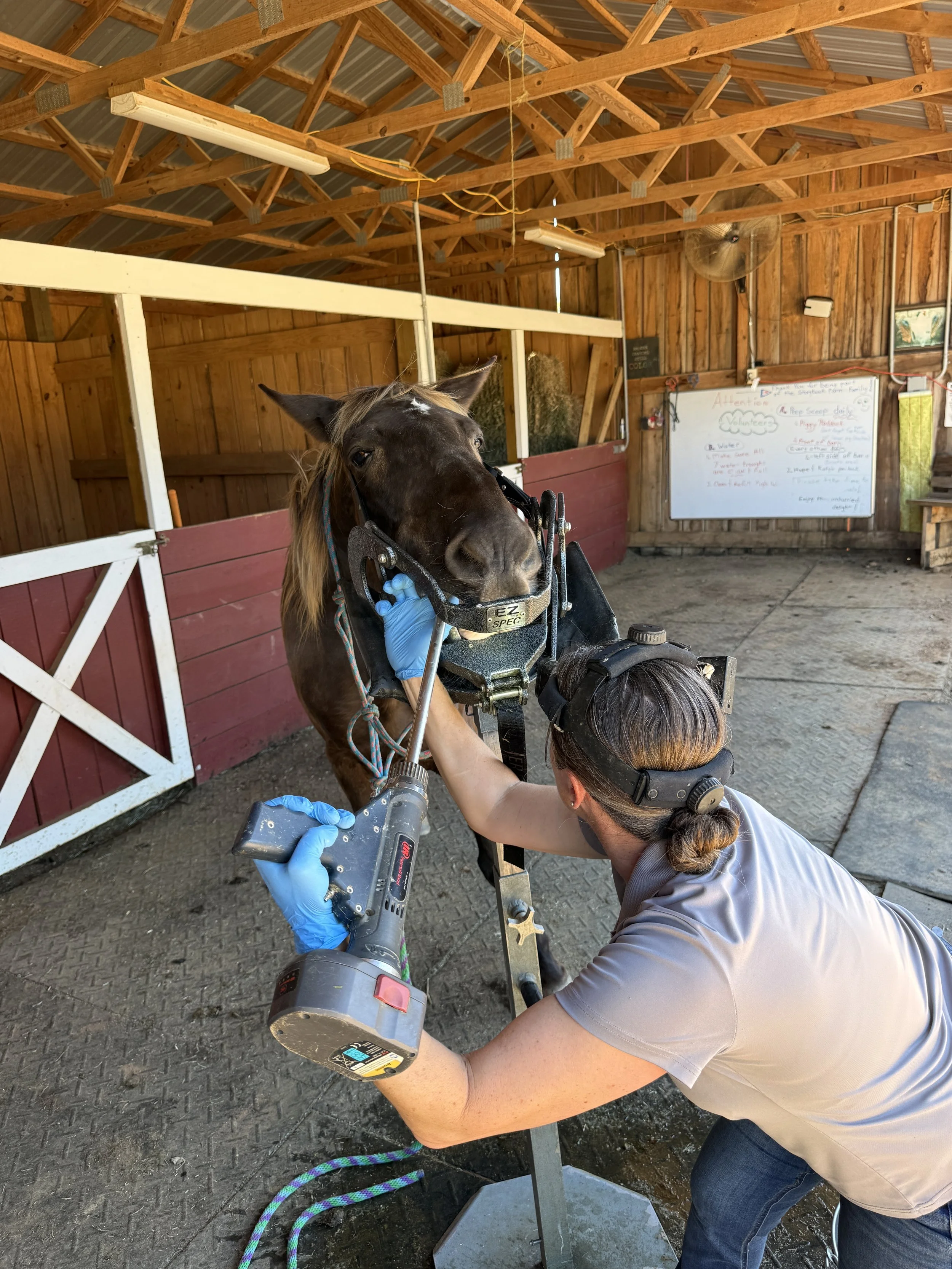 Carolina Equine