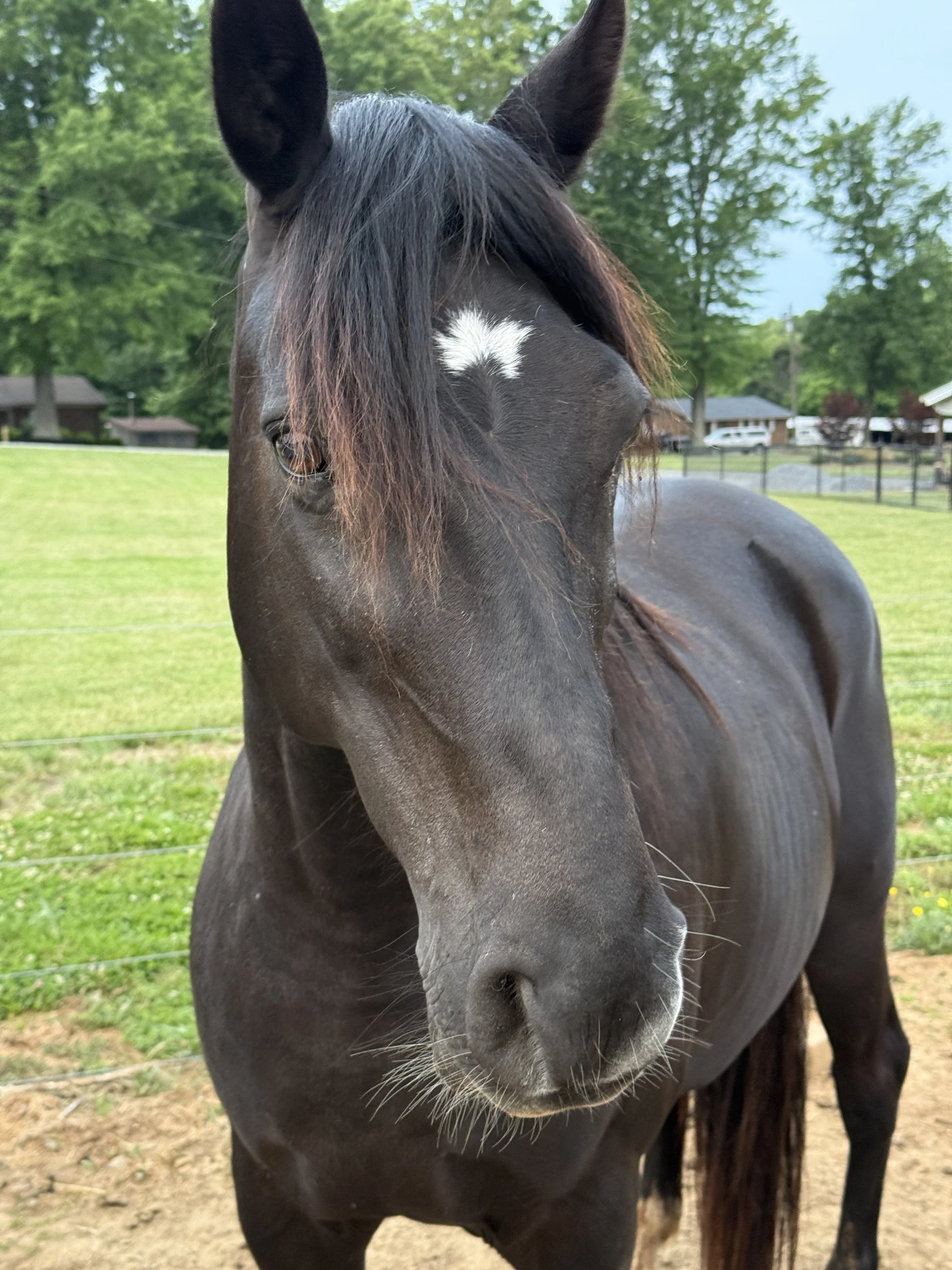 A black and white horse with a white blaze on its face standing behind a wooden fence in a pasture with trees in the background.