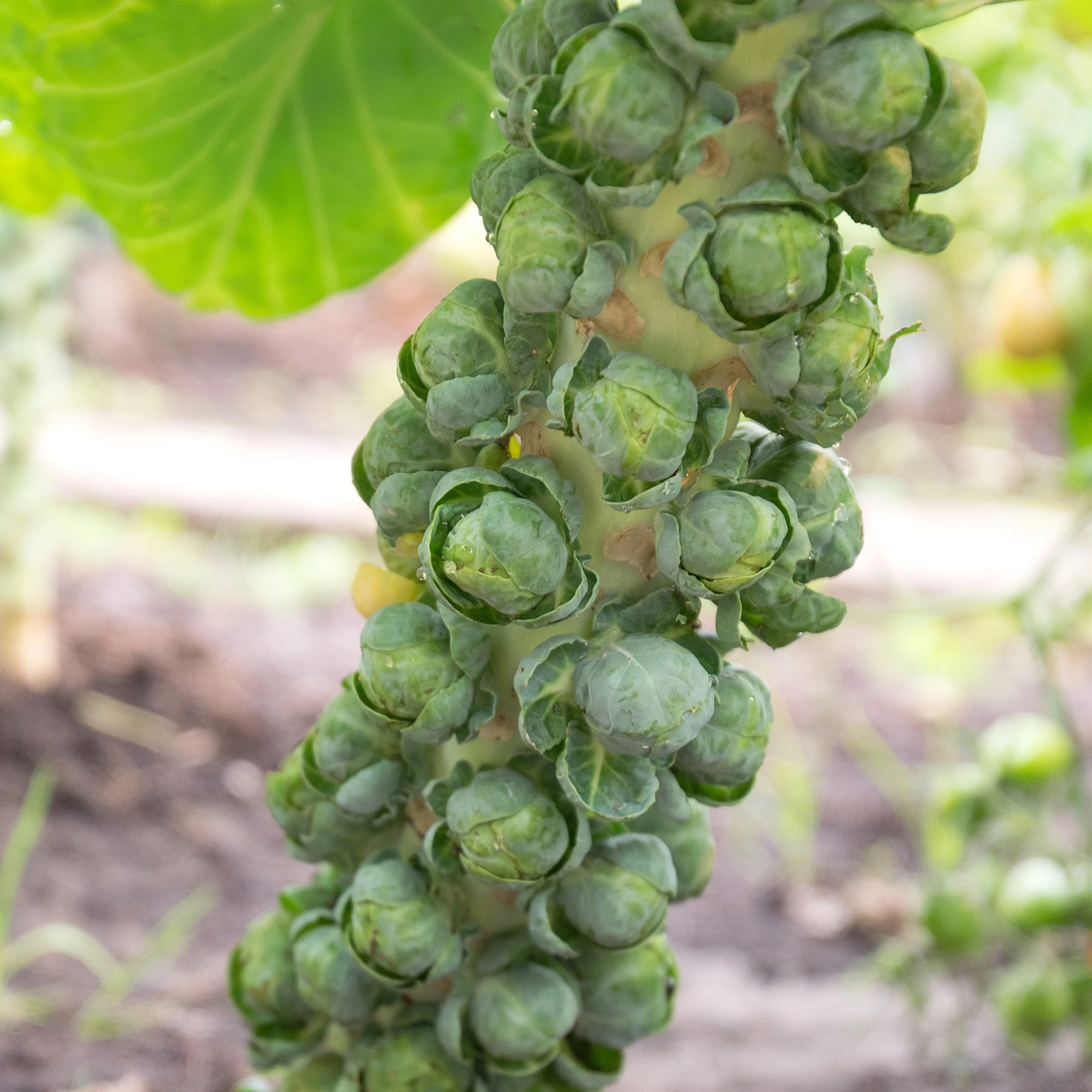 Free Garden Seeds | Long Island Improved Brussels Sprouts
