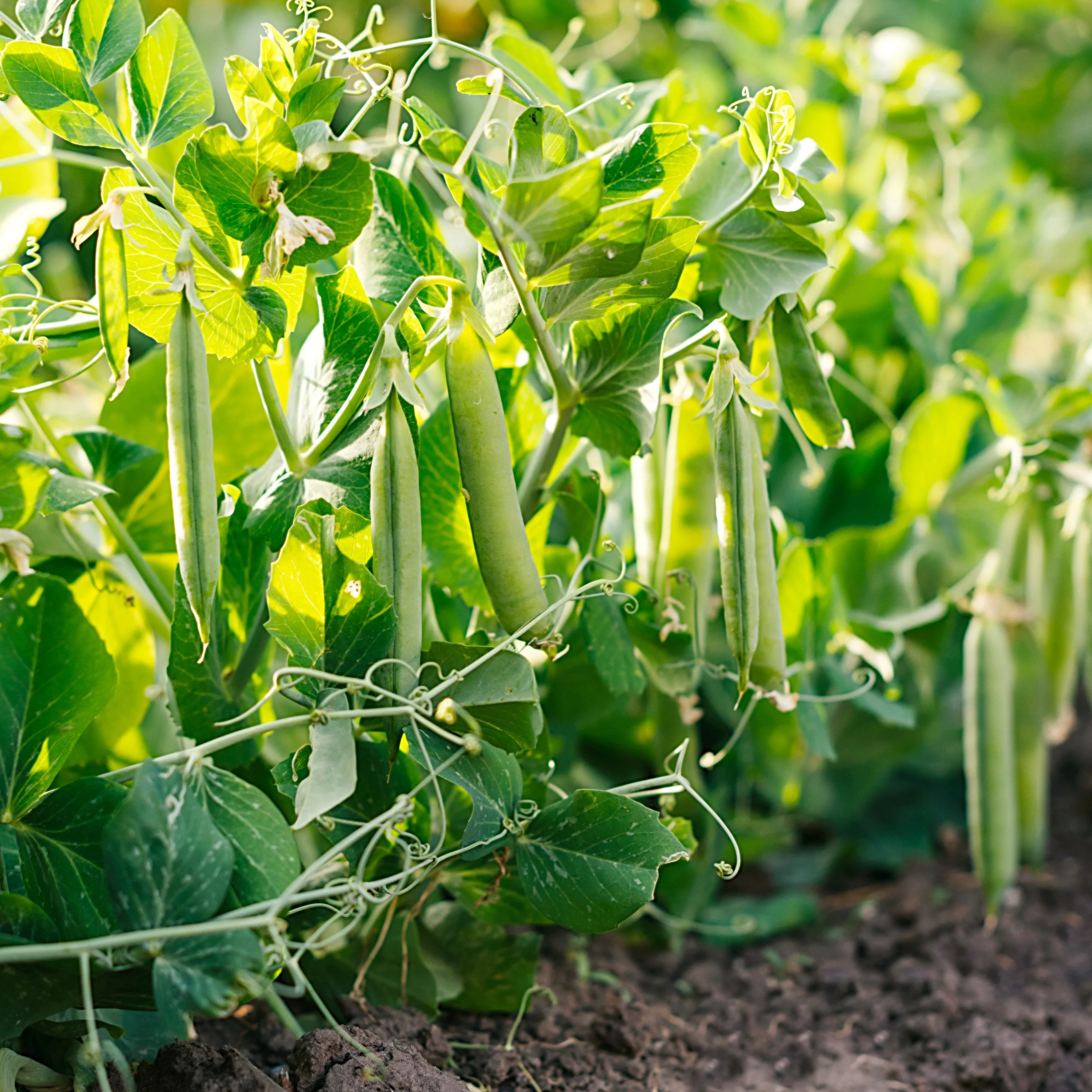 Lincoln Peas.jpg