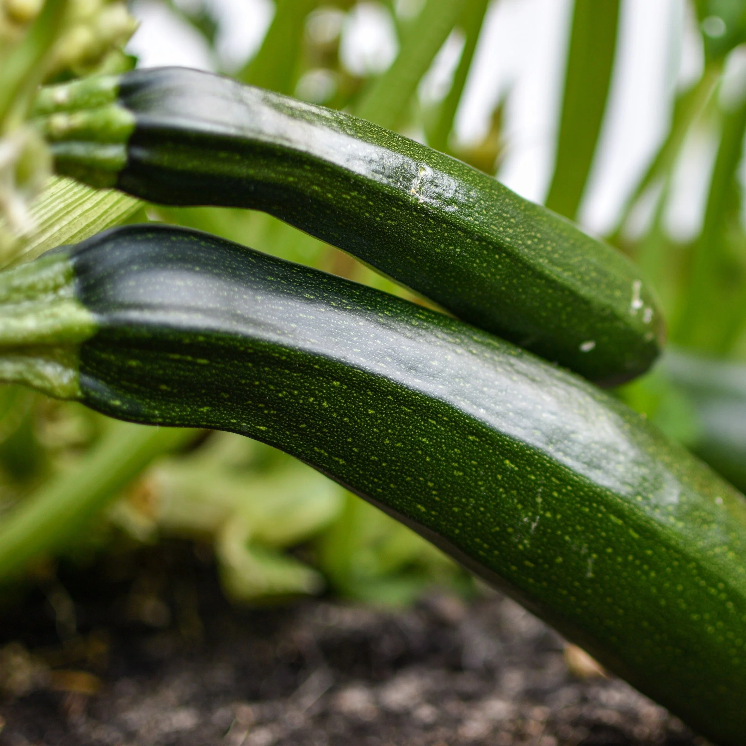 Black Beauty Zucchini.jpg