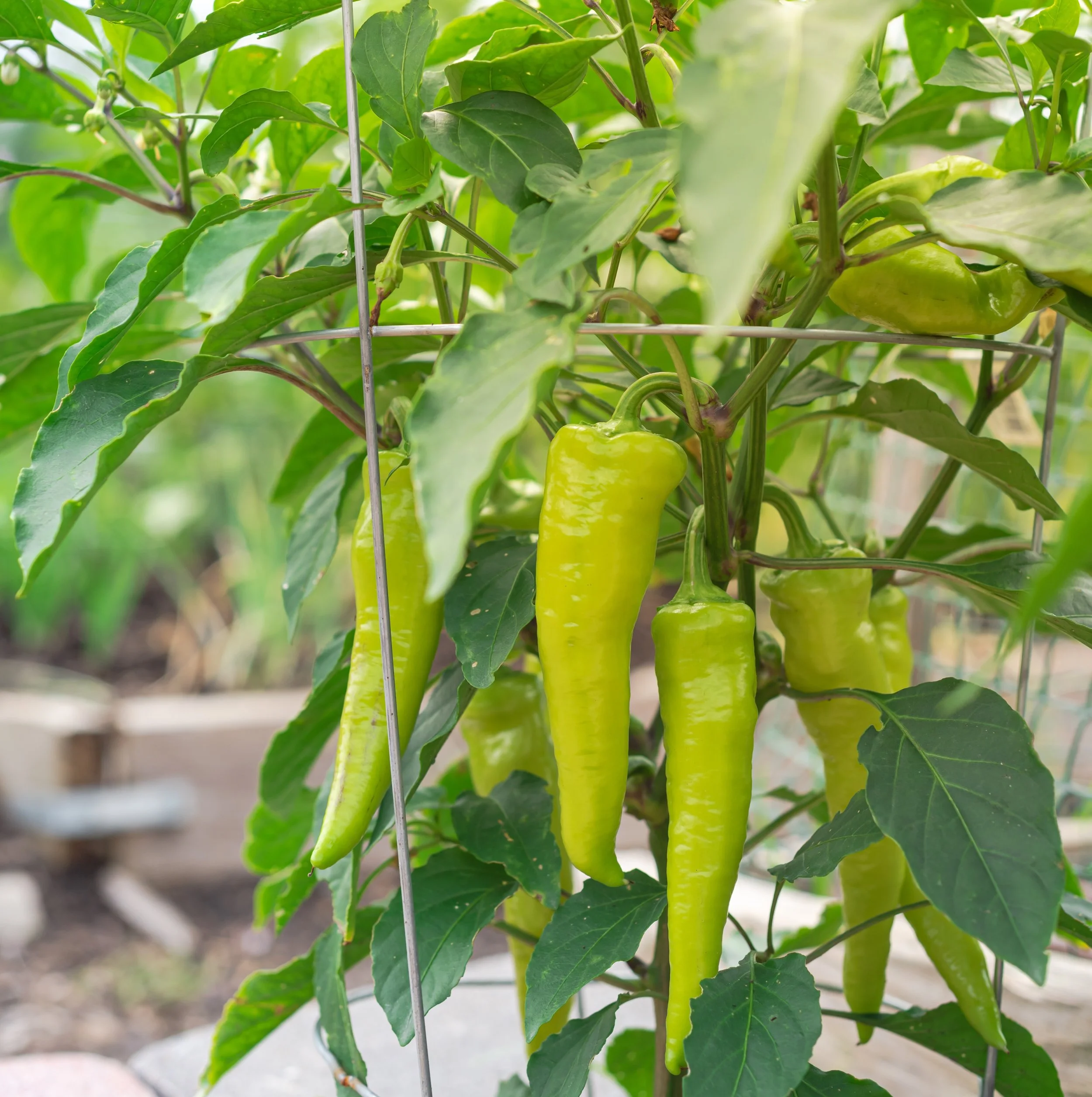Banana Peppers.jpg