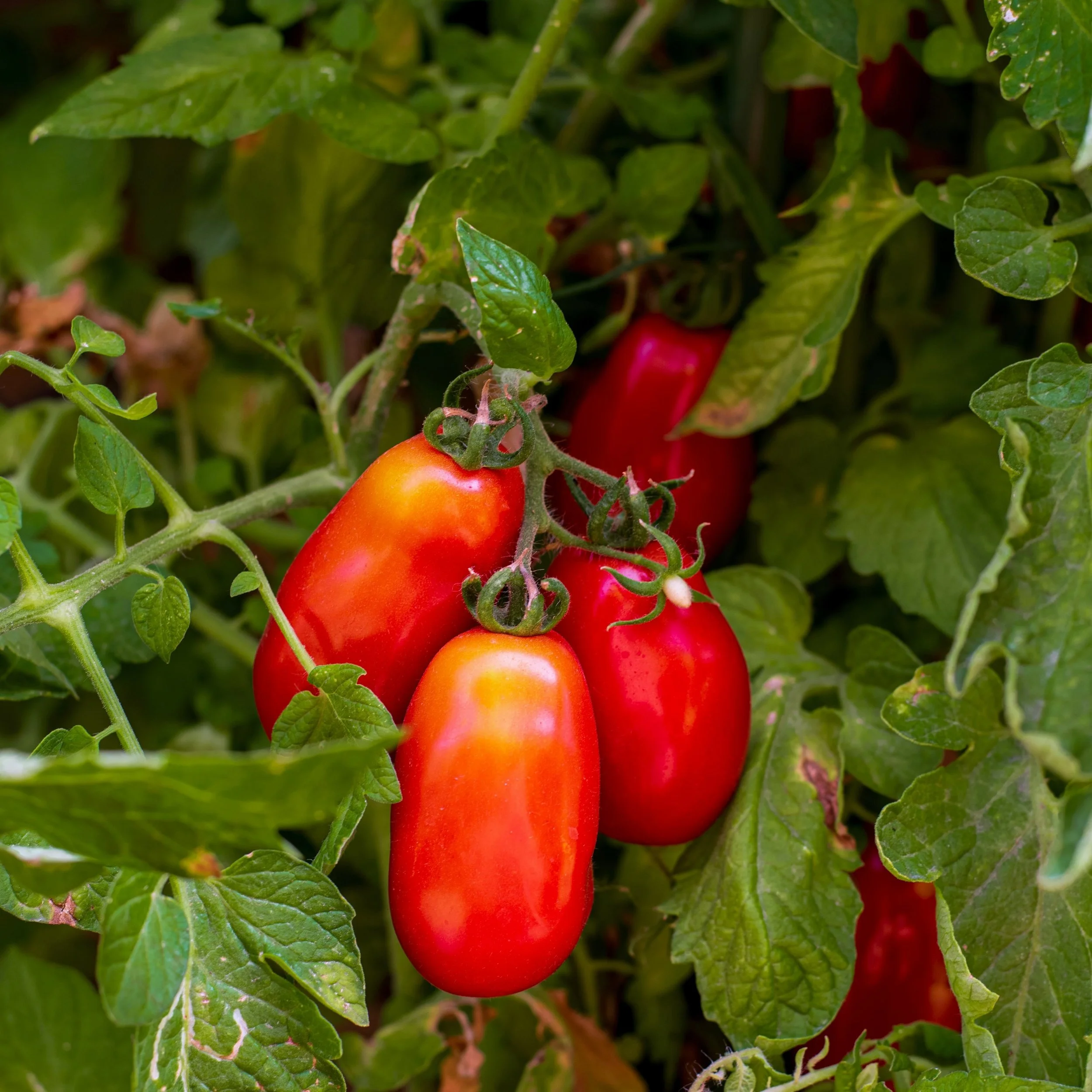 Free Garden Seeds | Roma Tomatoes