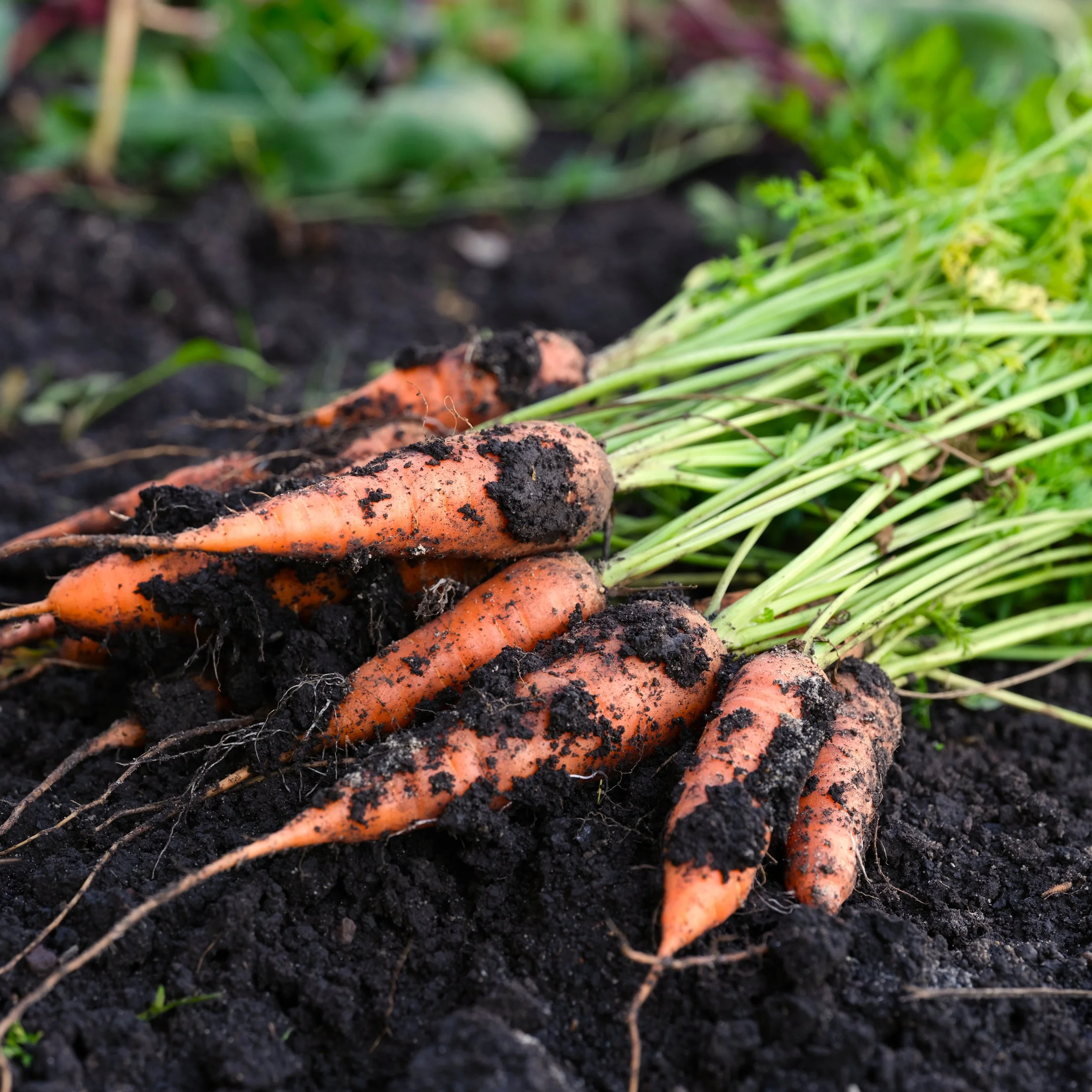 Royal Chantenay Carrots.jpg