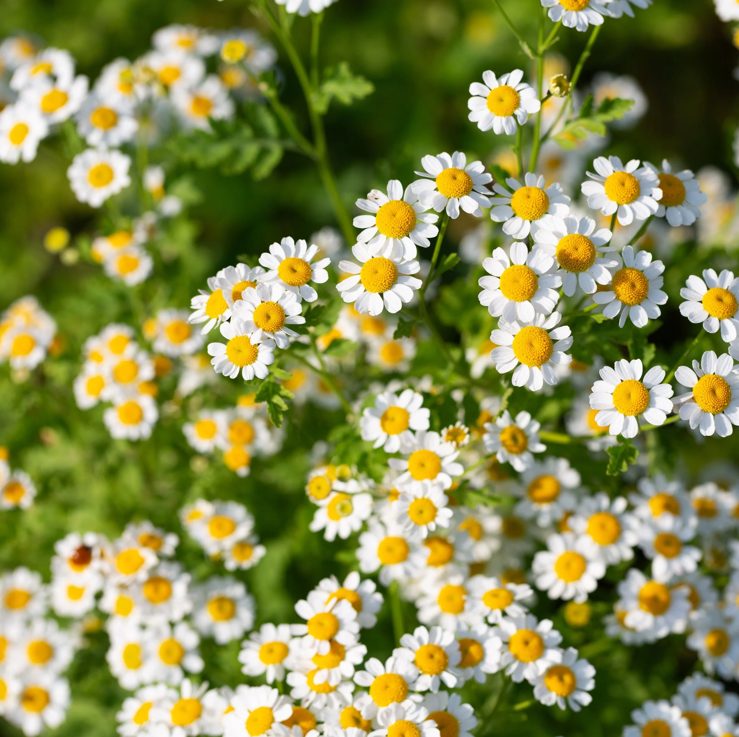 German Chamomile.jpg