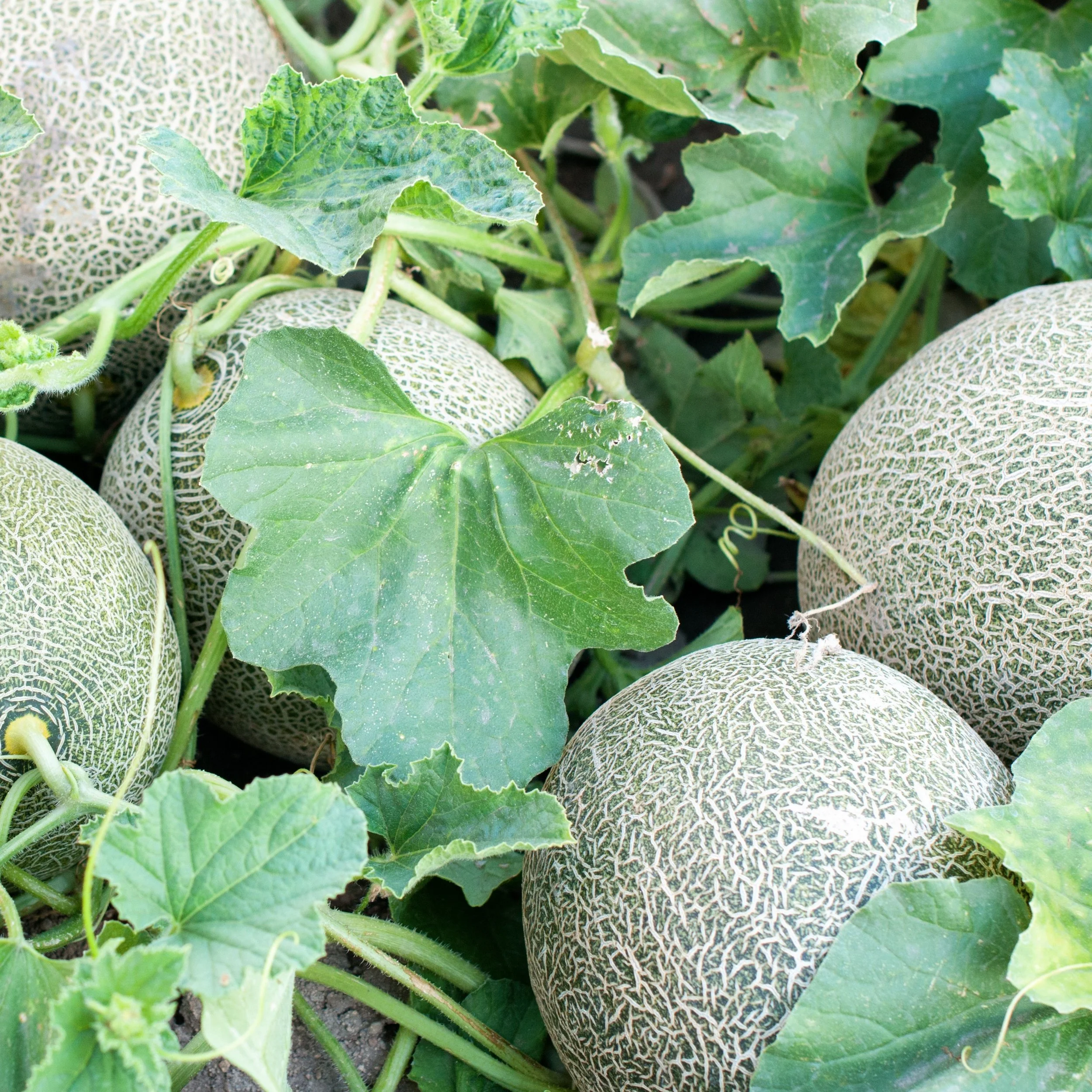 Hearts of Gold Cantaloupe.jpg