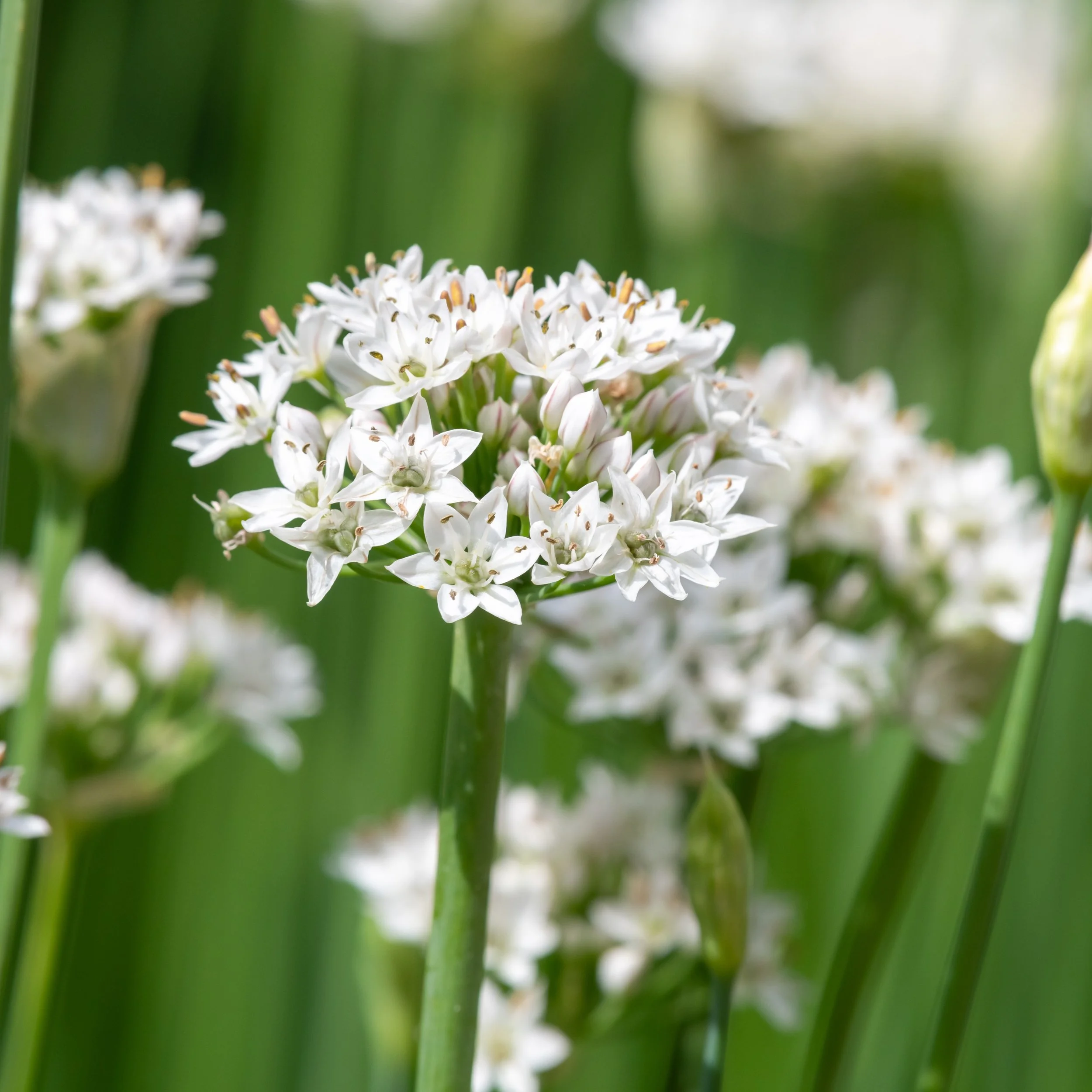 Free Garden Seeds | Garlic Chives