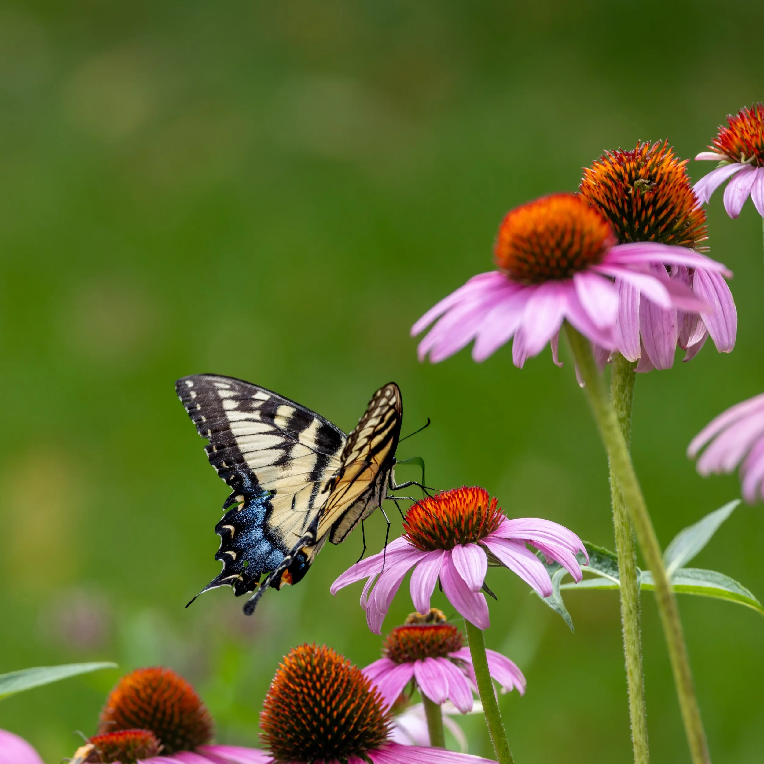 Purple Coneflower.jpg