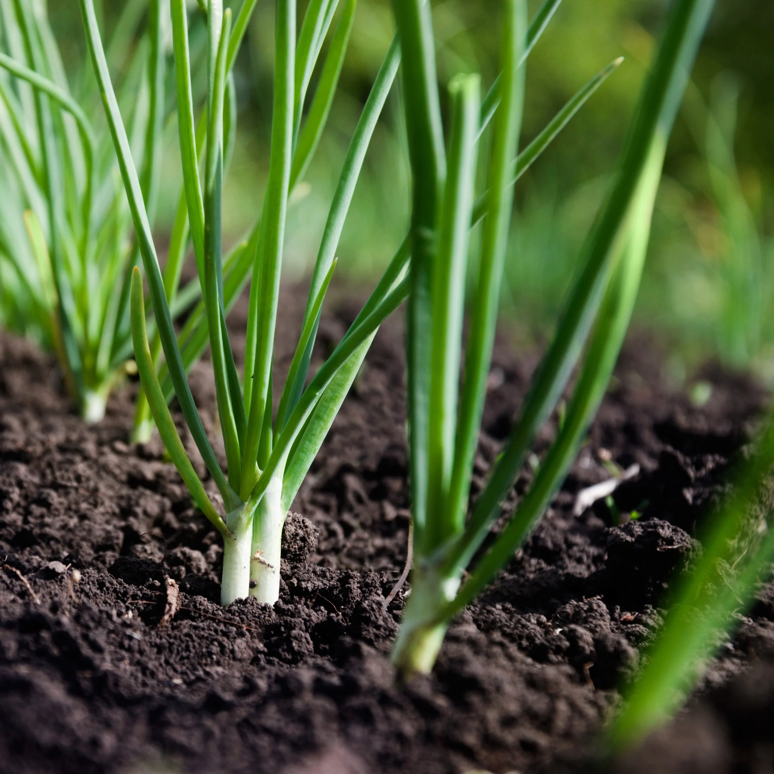 Parade Bunching Onions.jpg