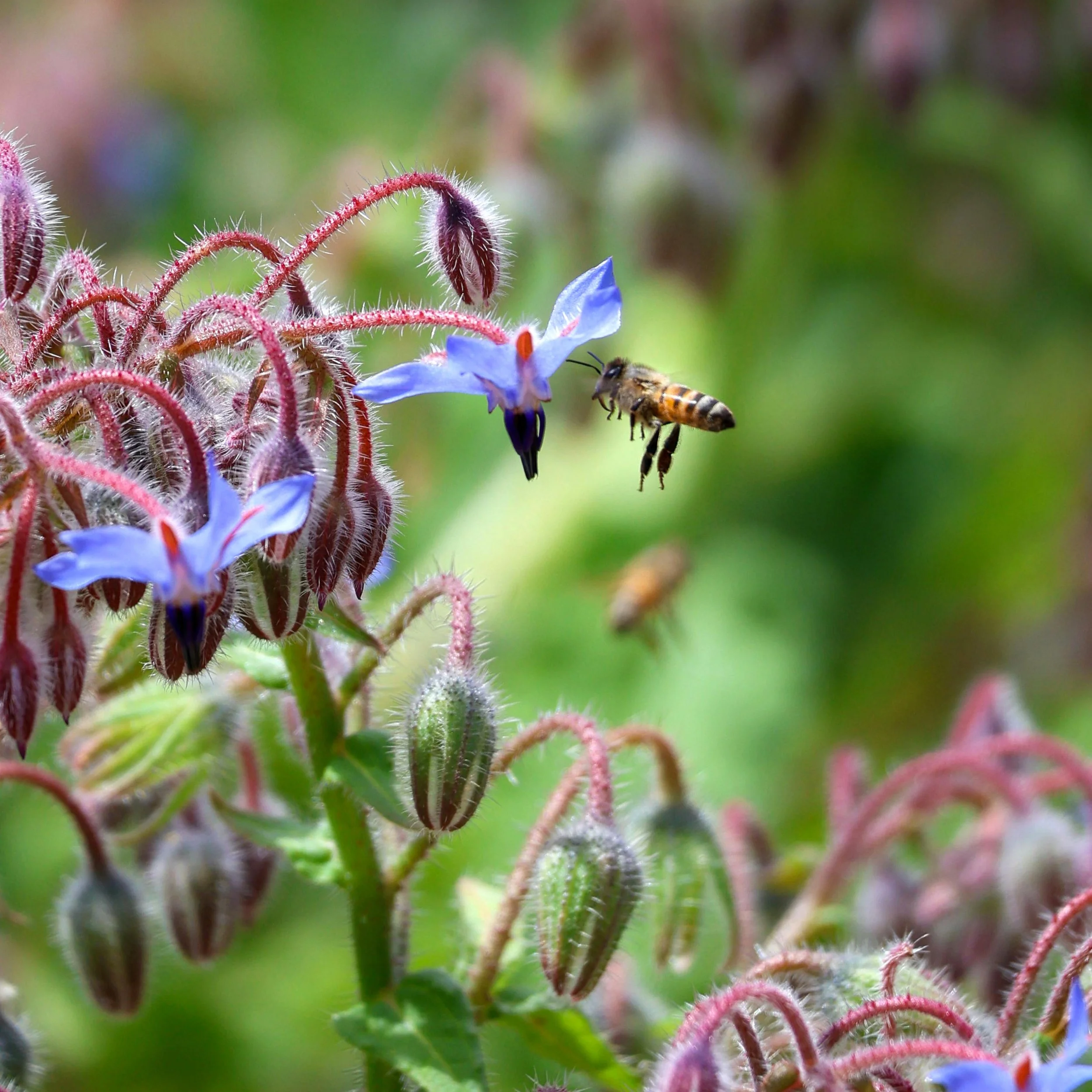 Borage.jpg