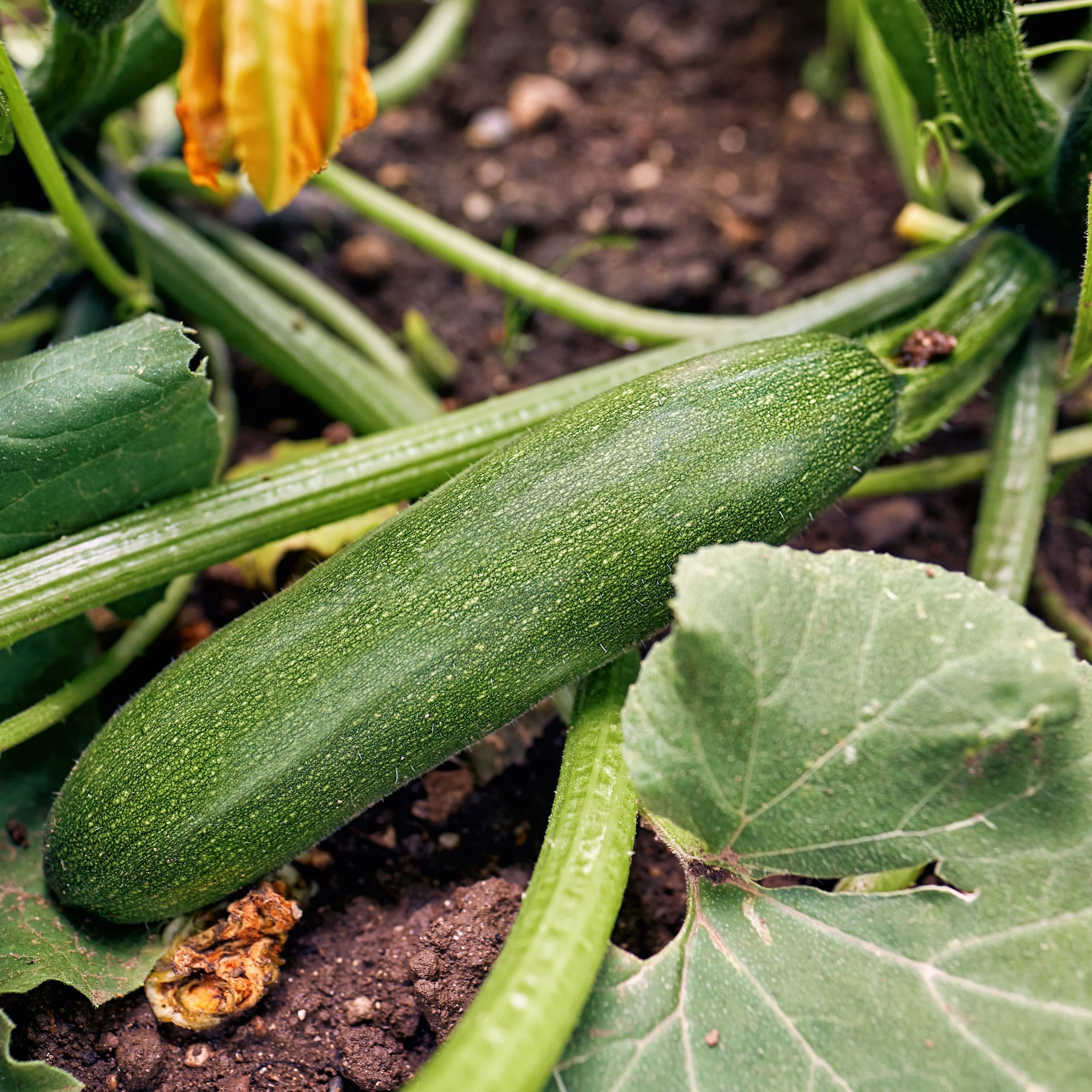 Free Garden Seeds | Fordhook Zucchini
