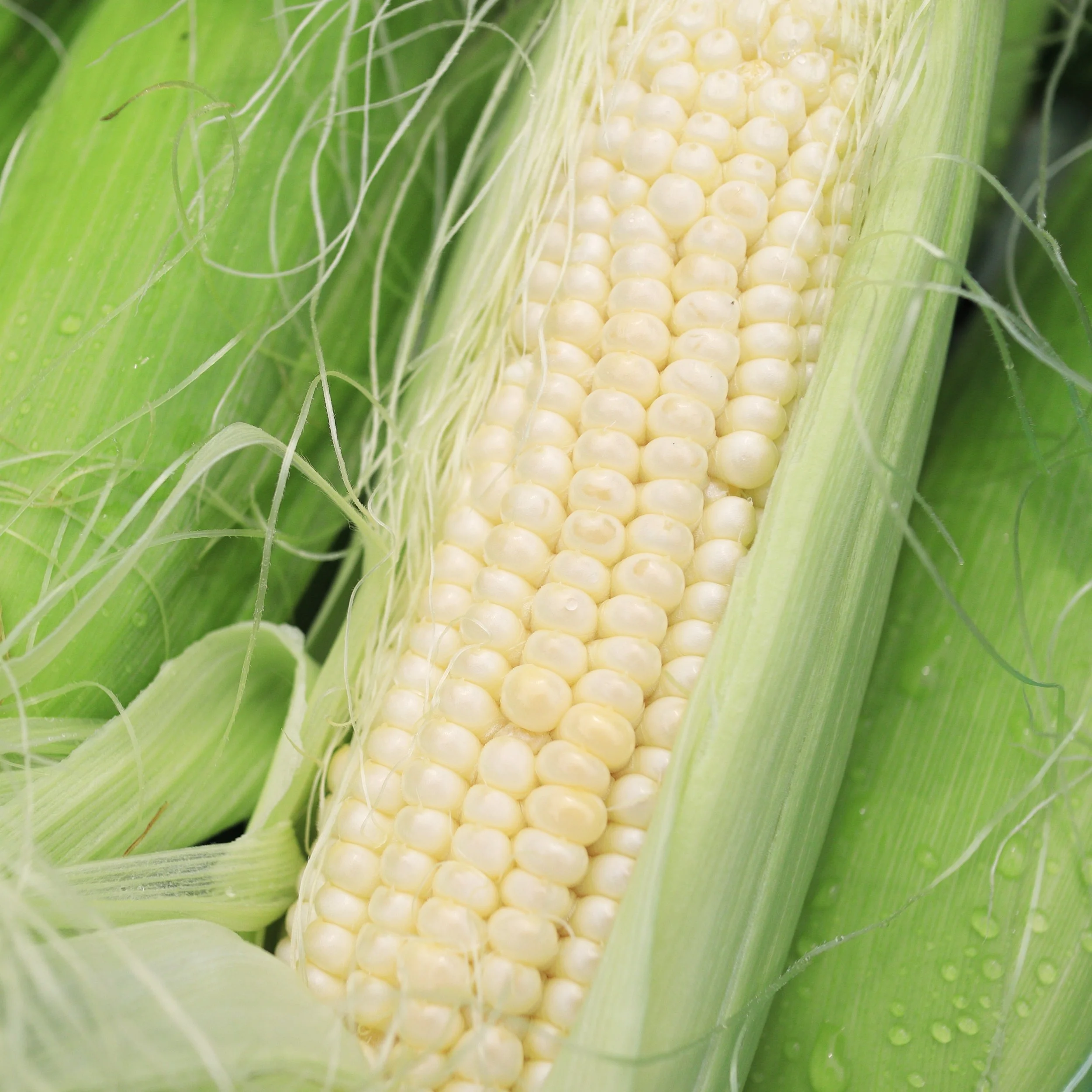 Free Garden Seeds | Stowell's Evergreen Corn