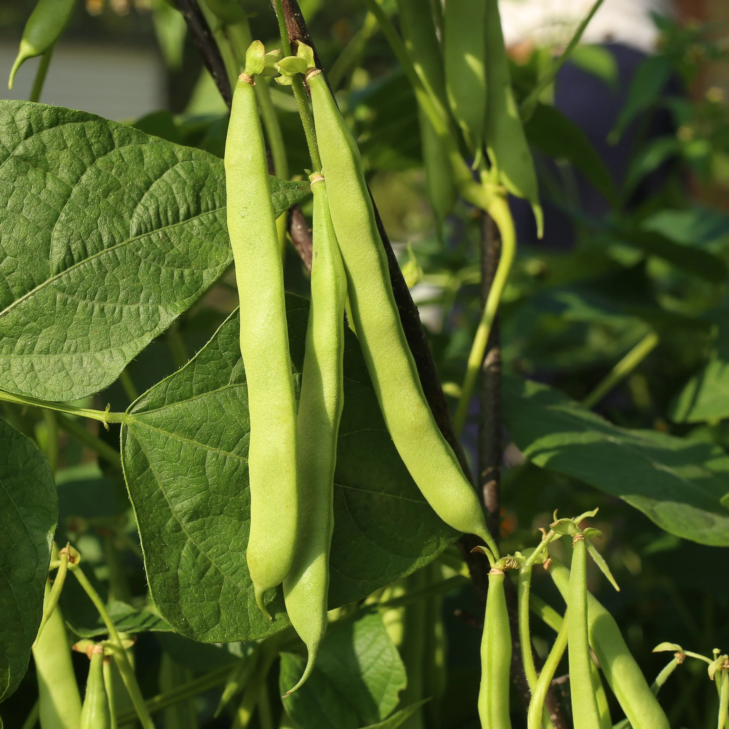 Green Pod Bush Beans.jpg