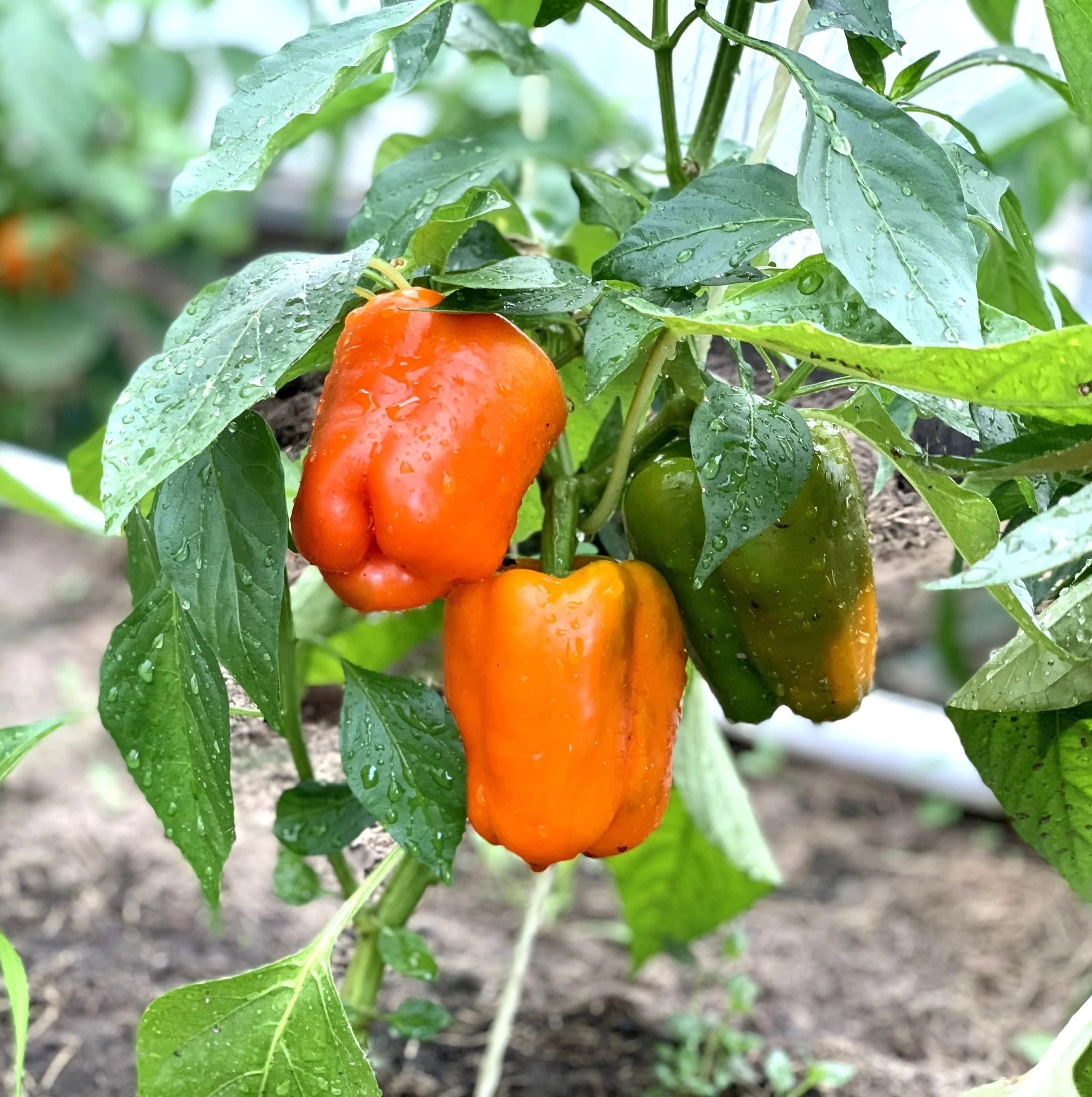 California Wonder Sweet Peppers.jpg