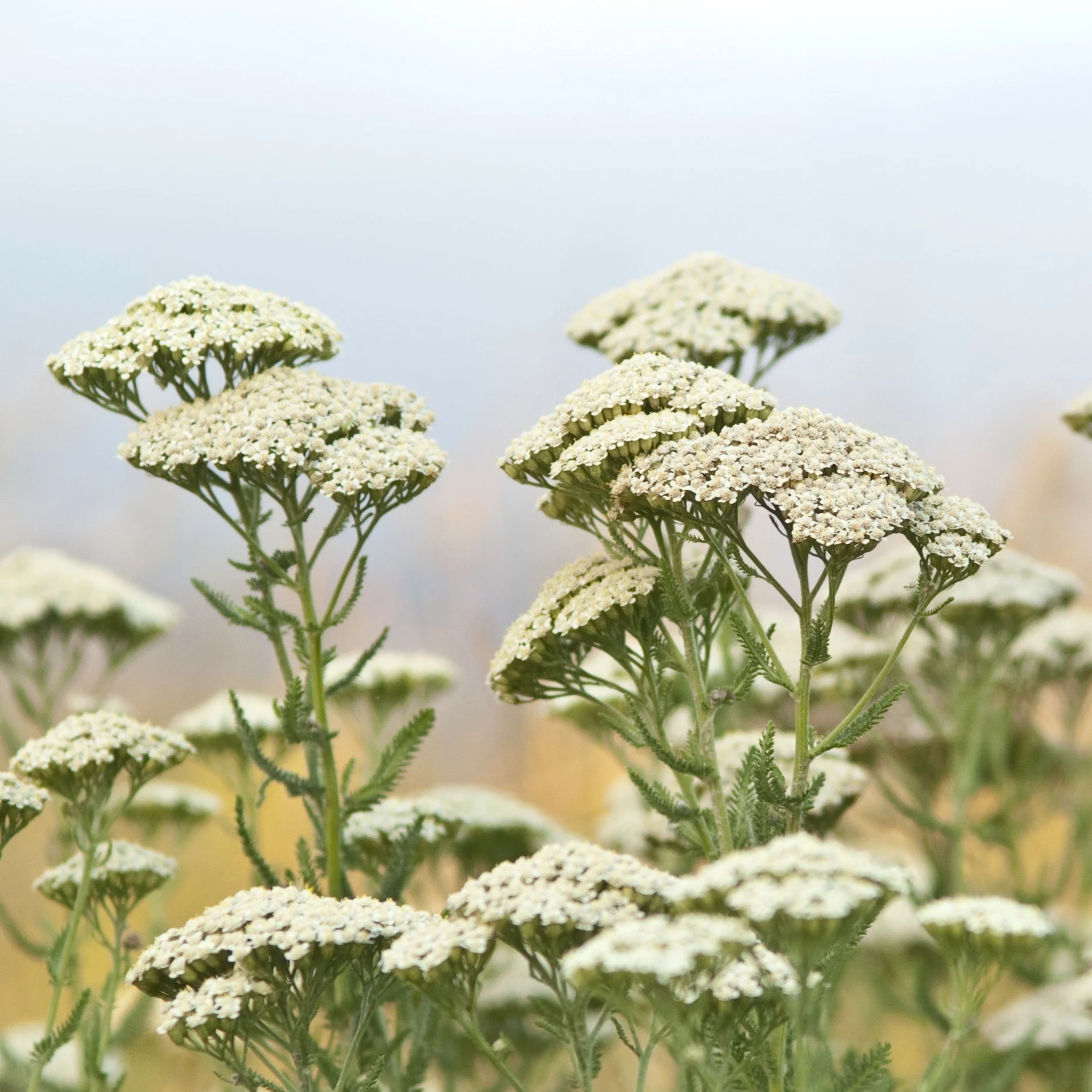 White Yarrow.jpg