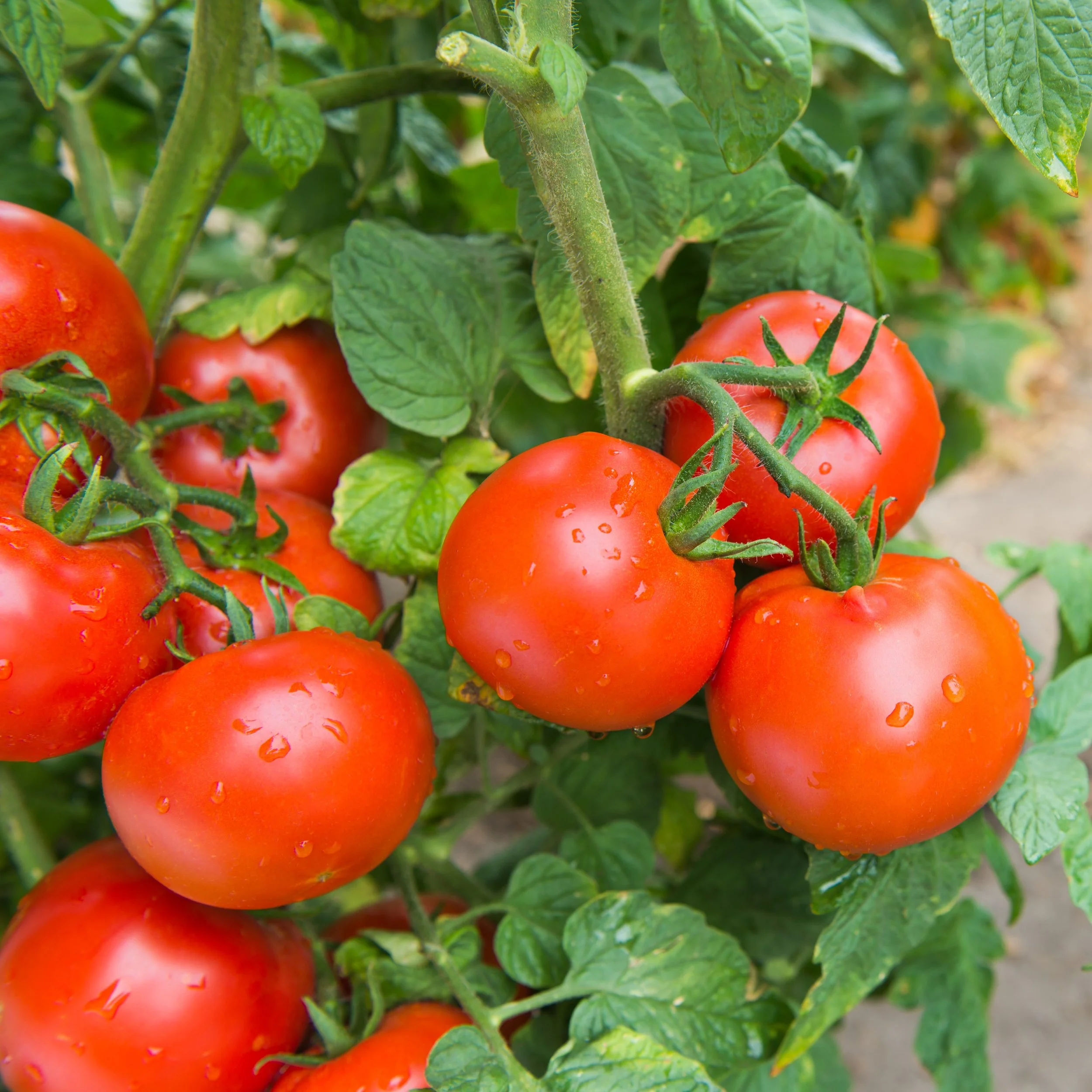 Floradade Tomatoes.jpg