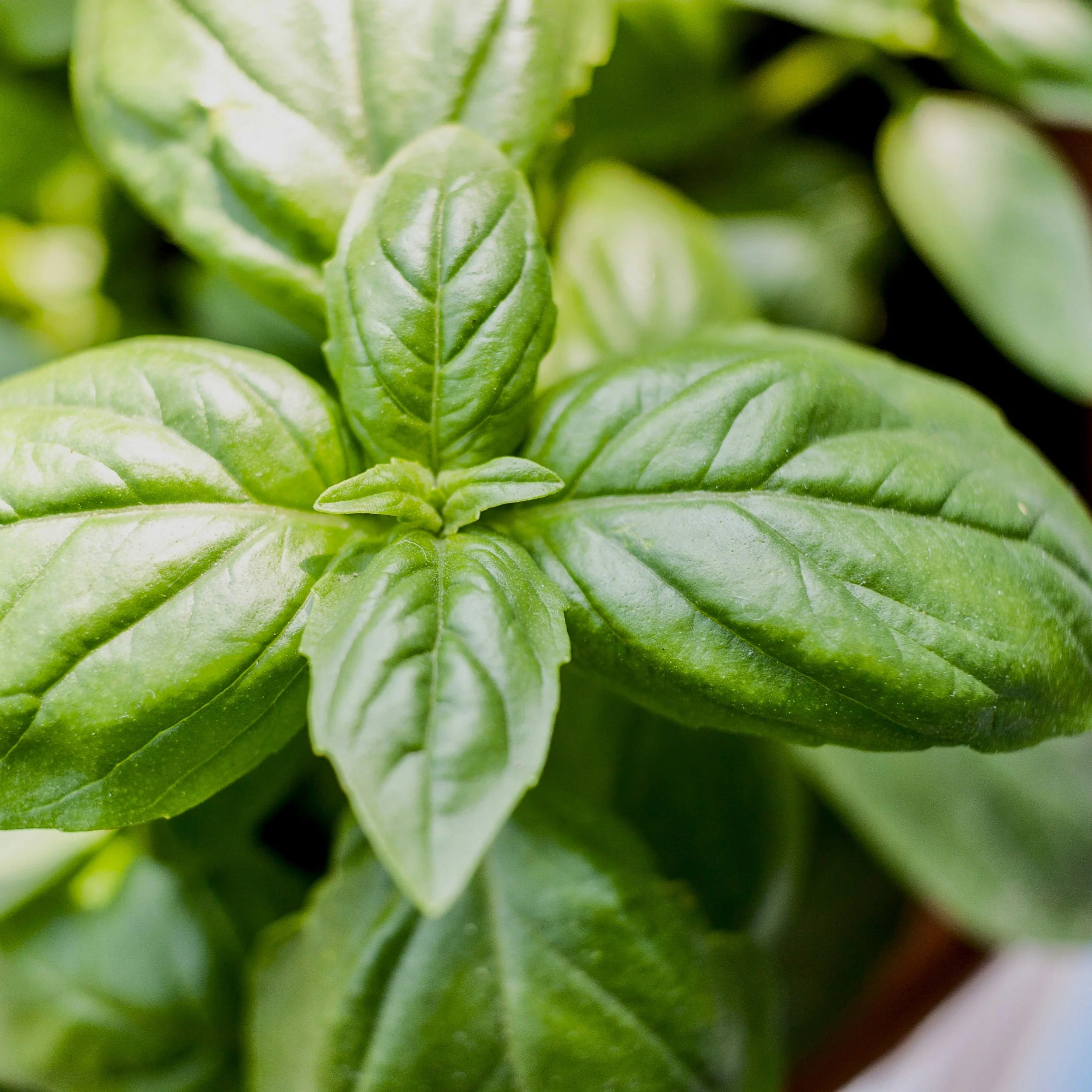 Free Garden Seeds | Sweet Basil