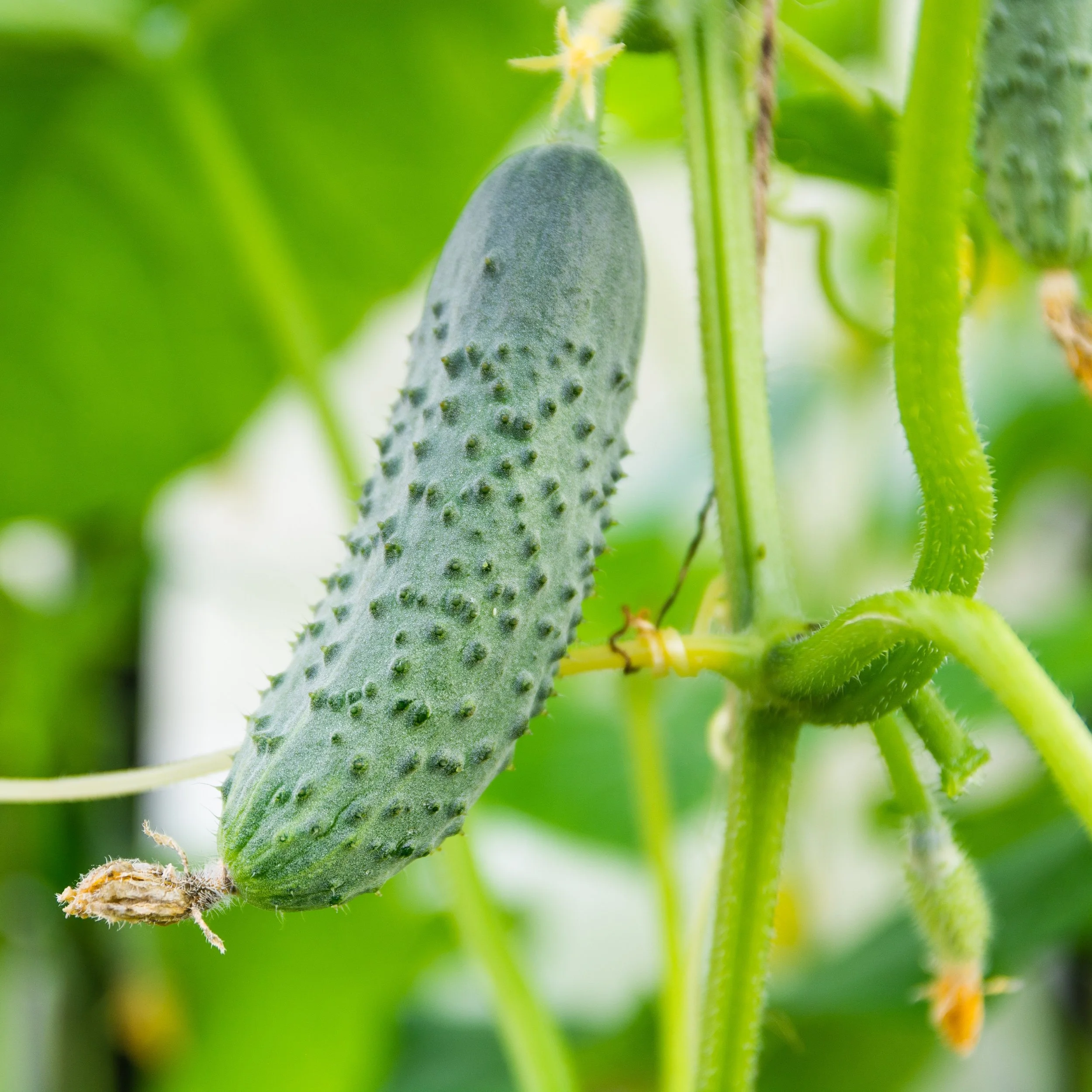 Boston Pickling Cucumbers.jpg