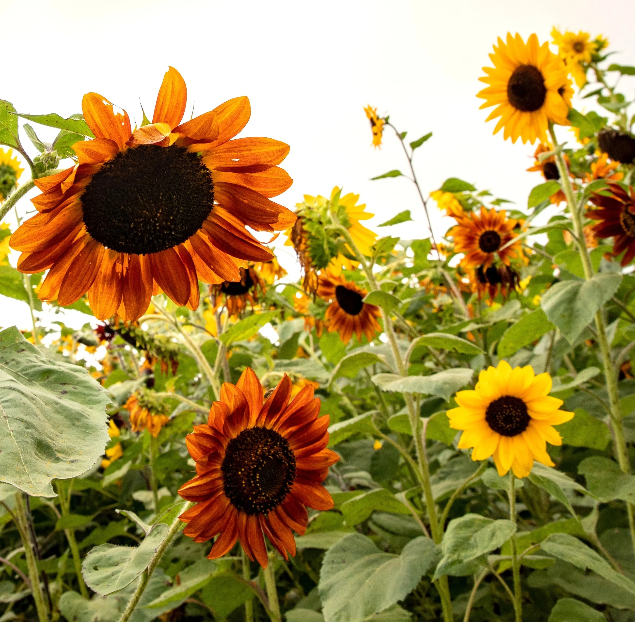 Evening Sun Mixed Sunflowers.jpg