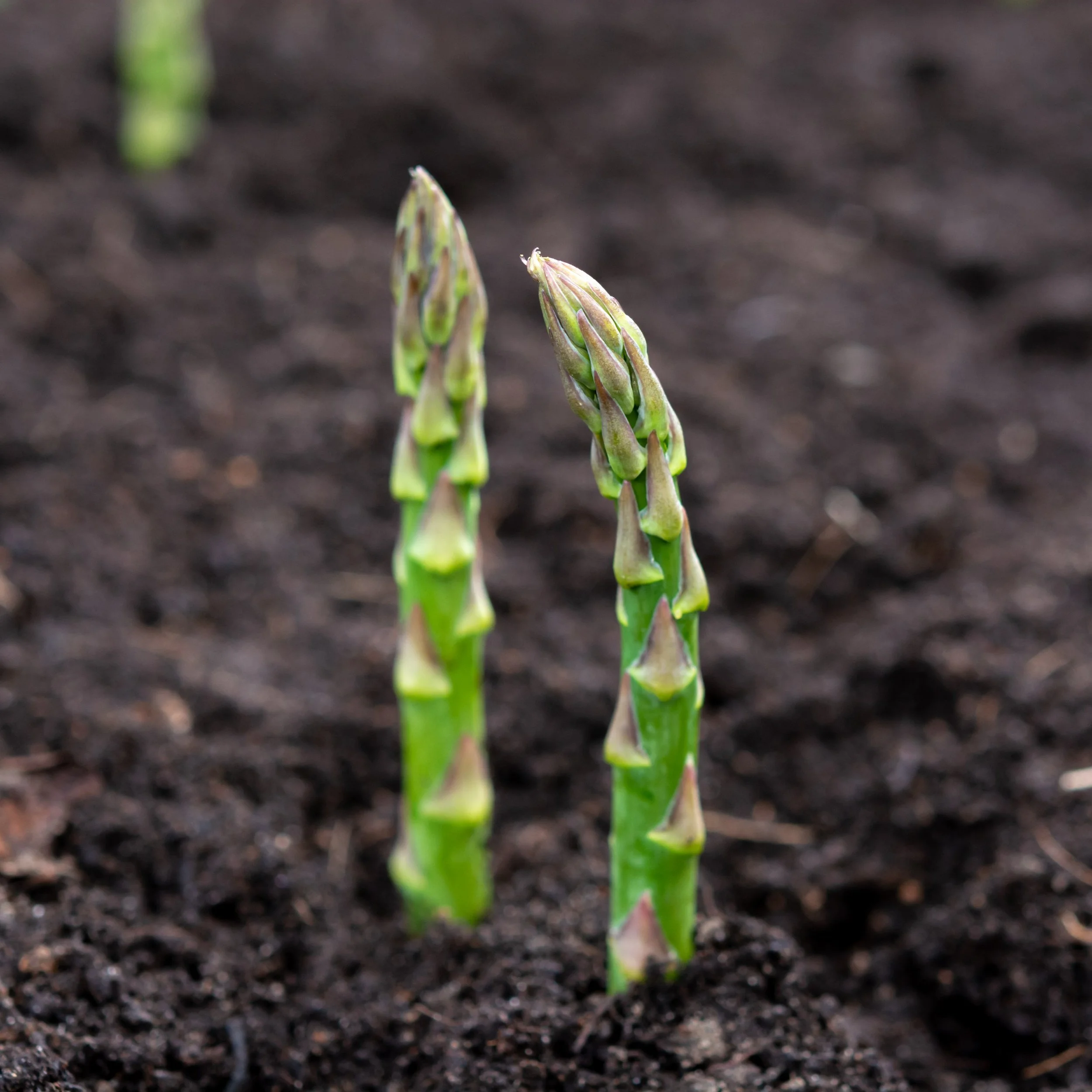 Free Garden Seeds | Mary Washington Asparagus