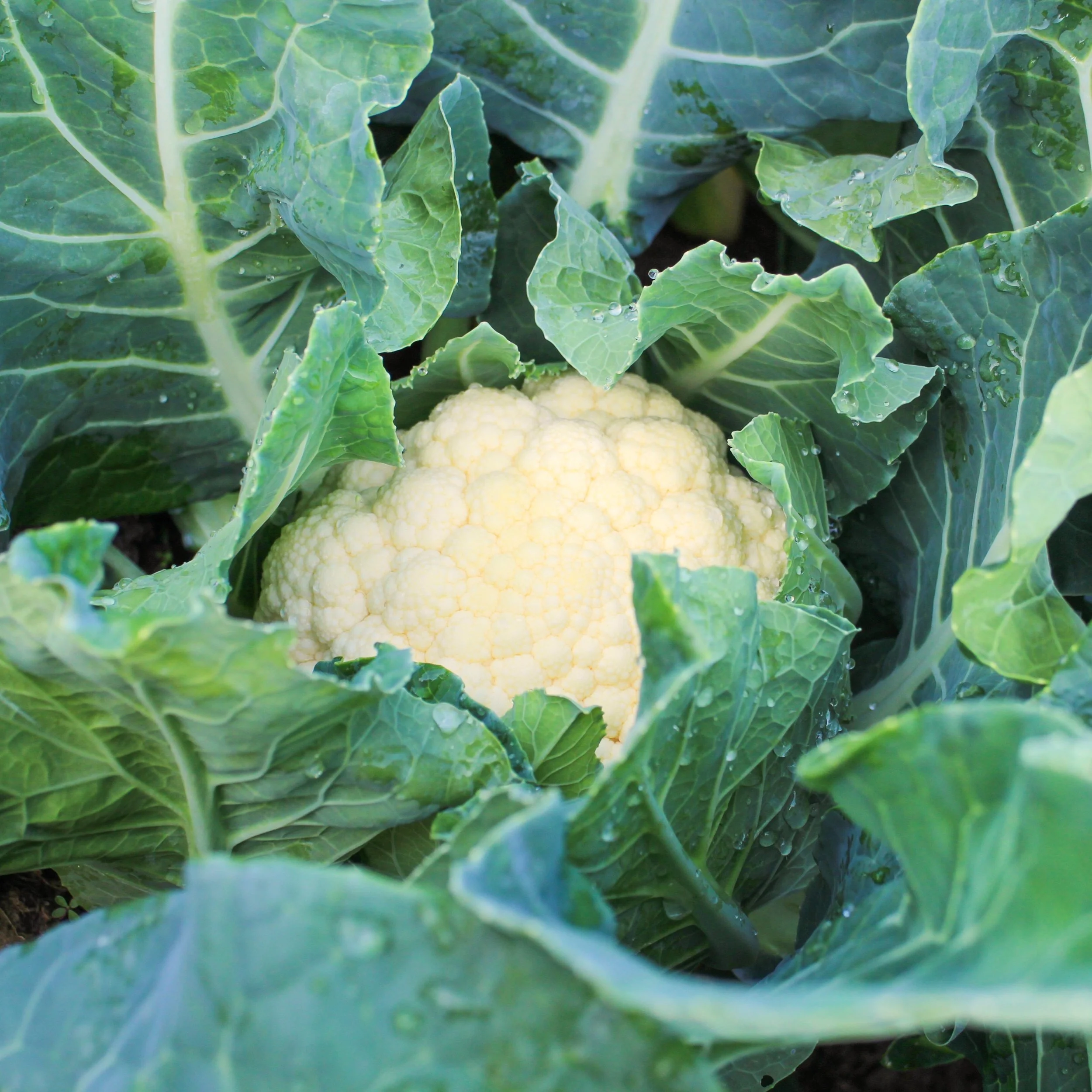 Snowball Cauliflower.jpg