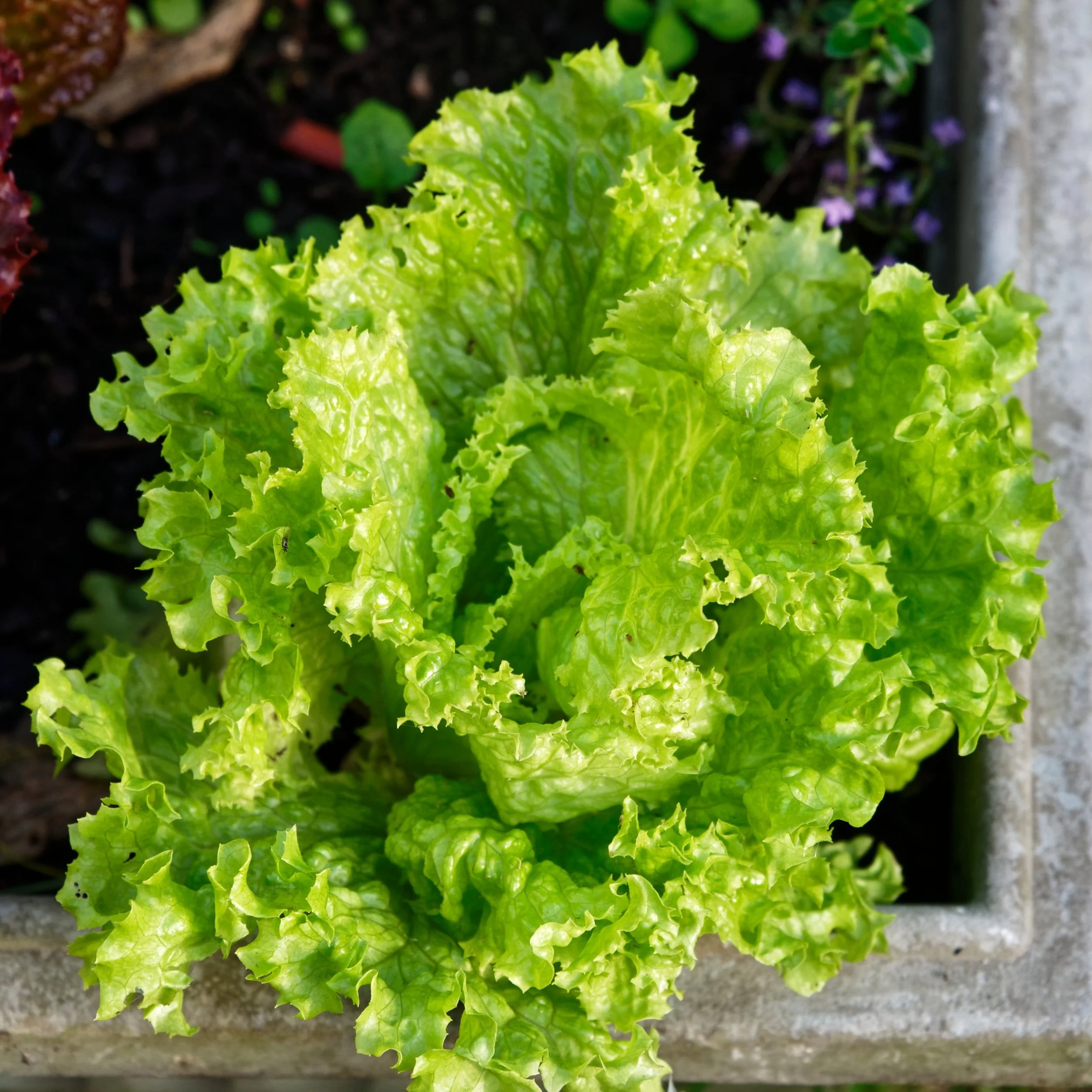 Free Garden Seeds | Black Seeded Simpson Lettuce
