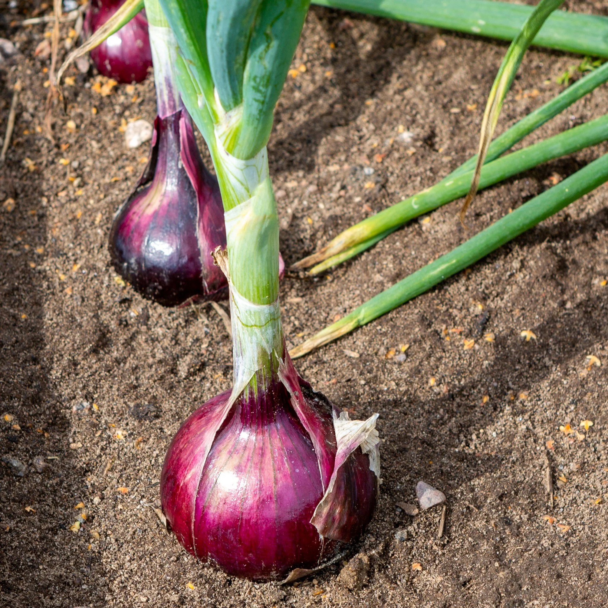 Free Garden Seeds | Red Creole Onions
