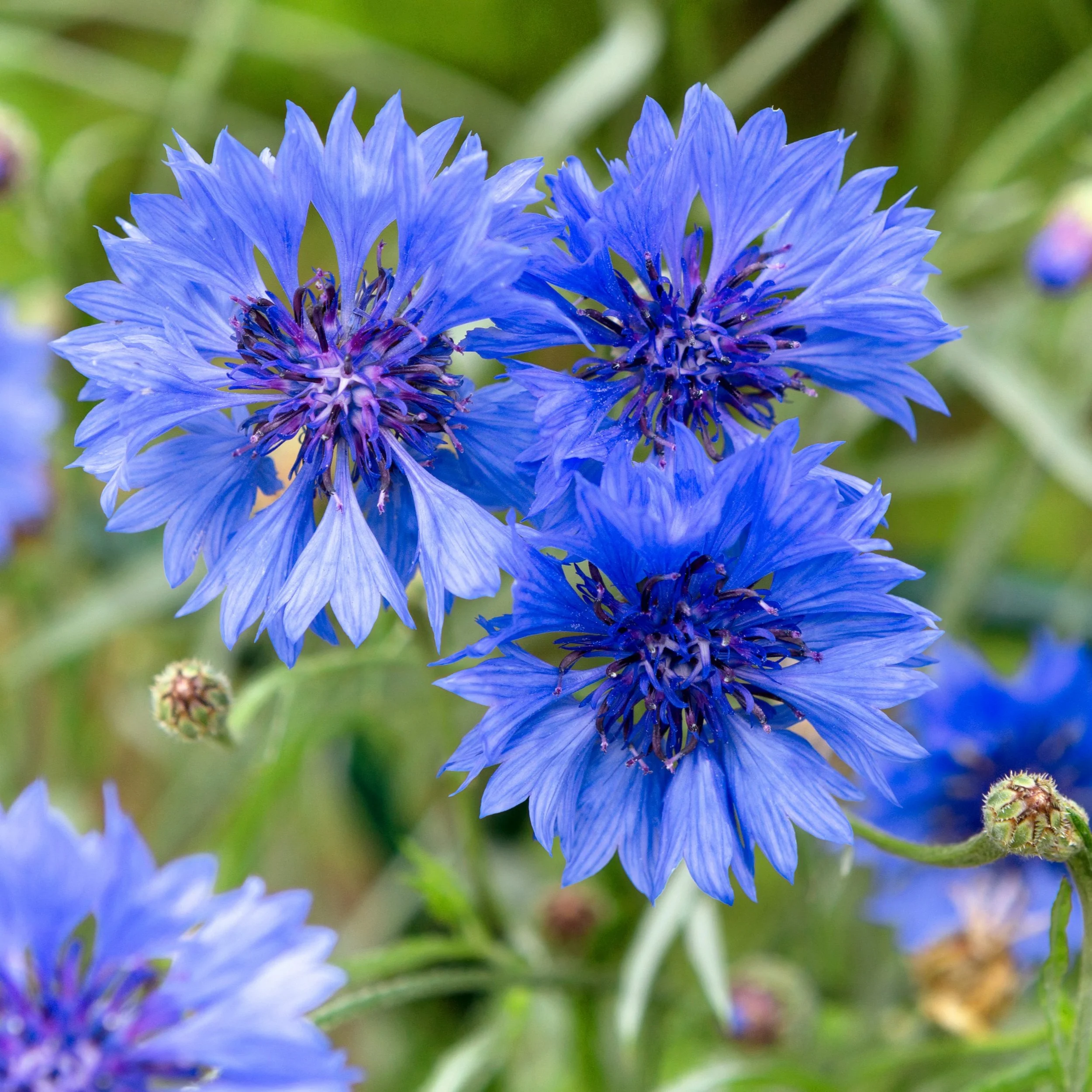 Tall Blue Cornflowers.jpg
