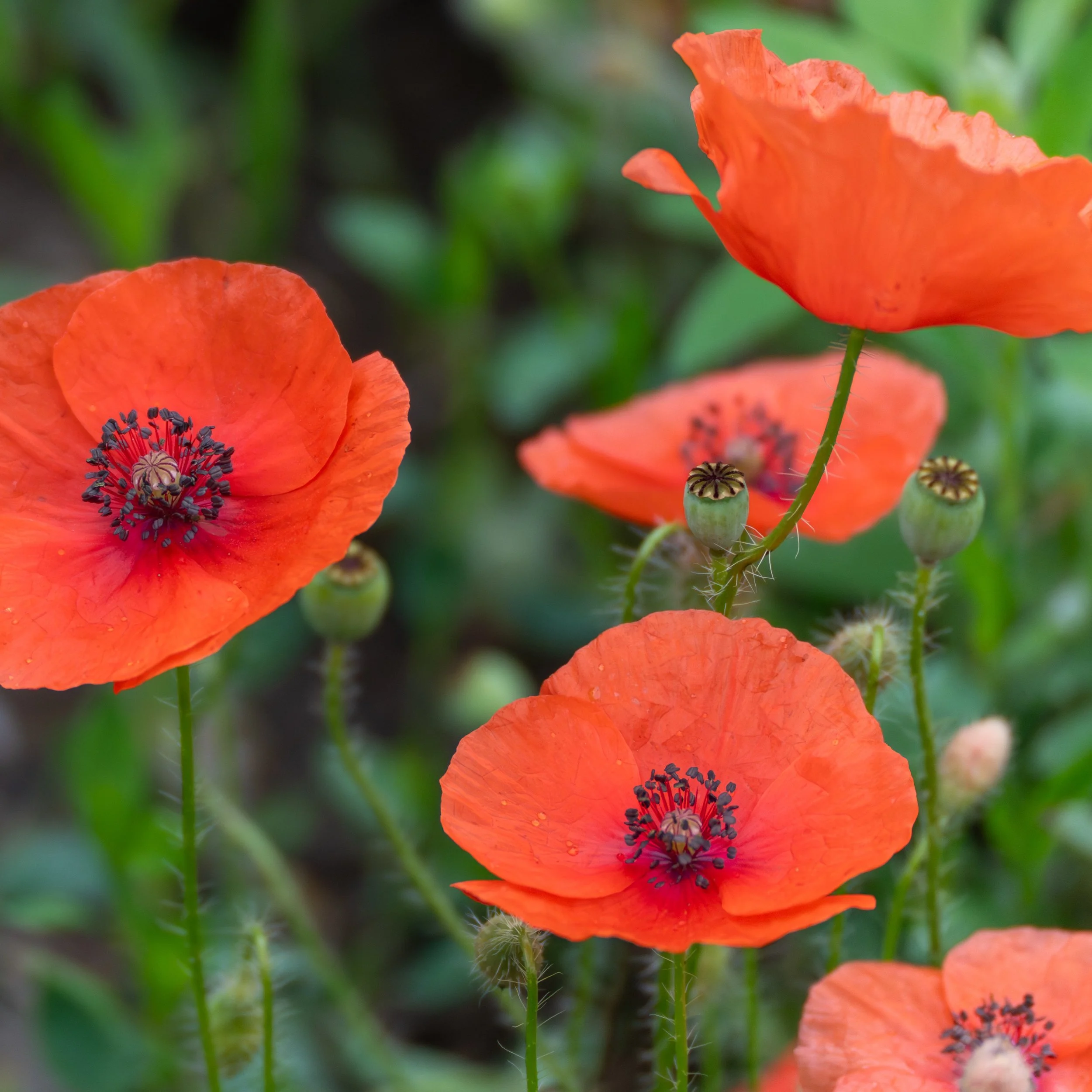 Corn Poppies.jpg