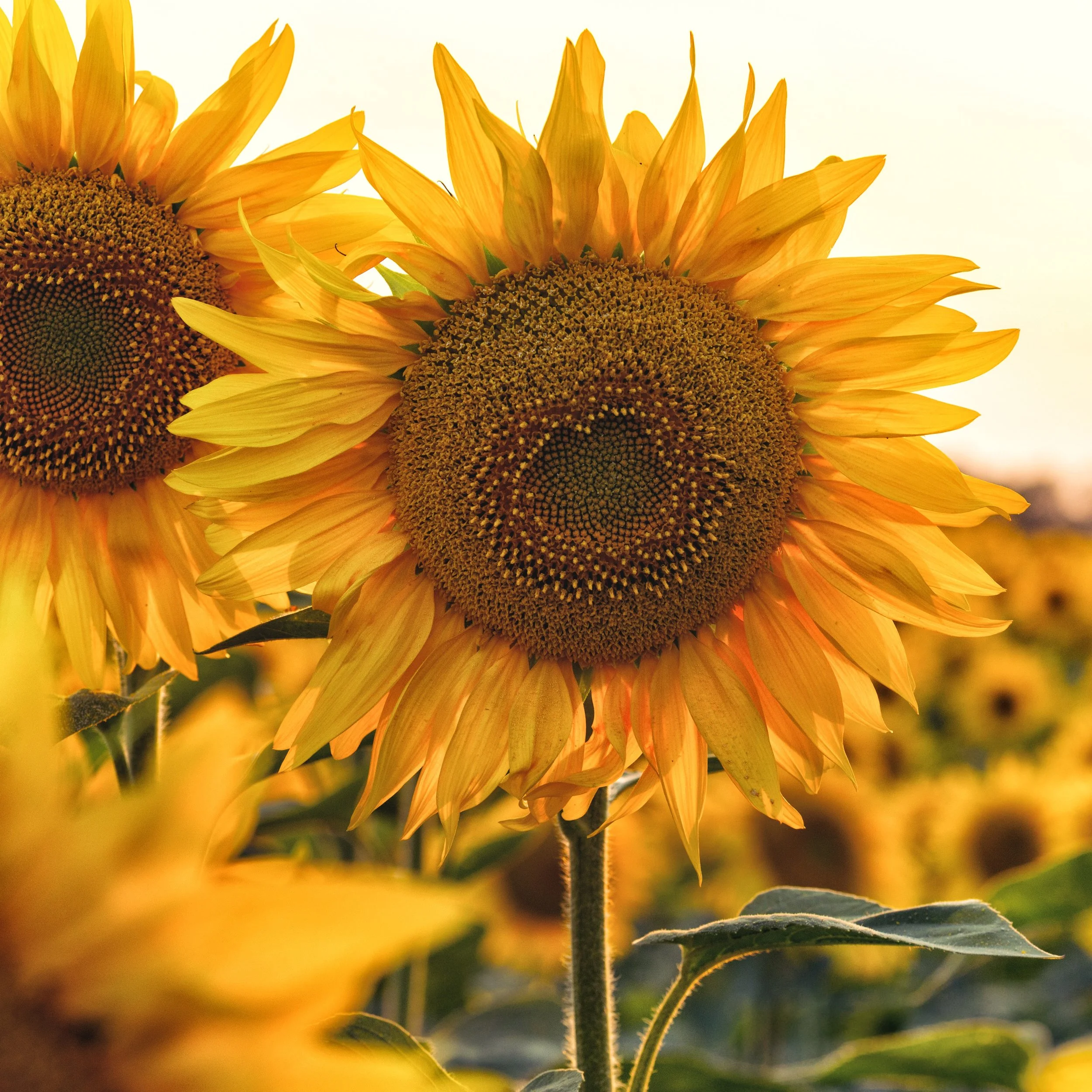 Free Garden Seeds | Black Oil Sunflowers